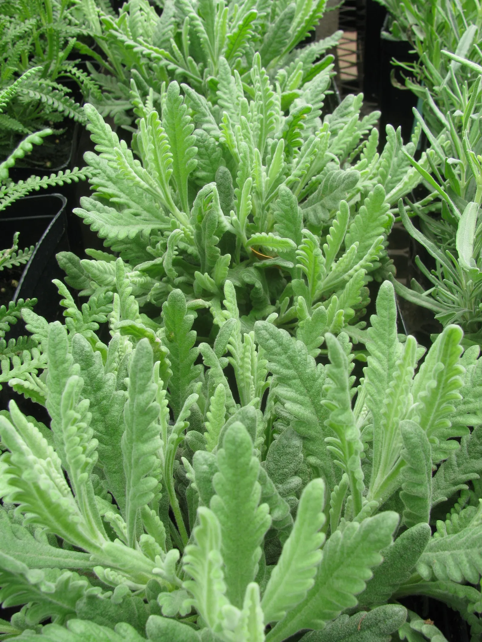 French Lavender (Lavandula Dentata) — The flowers stand roughly 8 to 12 inches above the foliage; ideal for borders and aromatic gardens, it, image 129