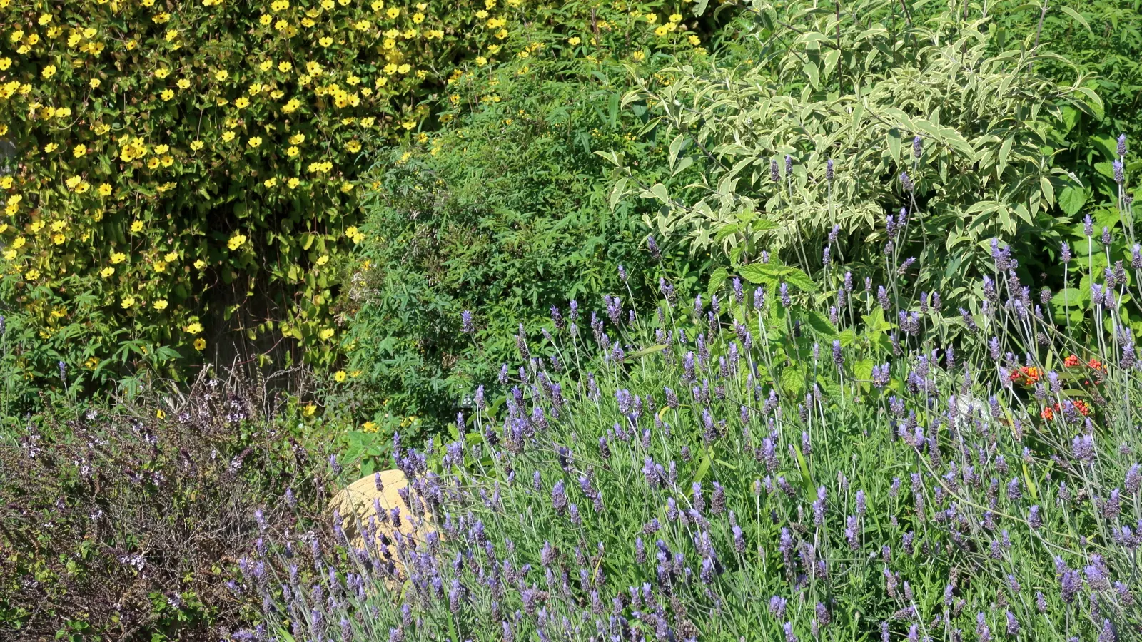 French Lavender (Lavandula Dentata) — slightly camphoraceous scent that attracts pollinators such as bees and butterflies
