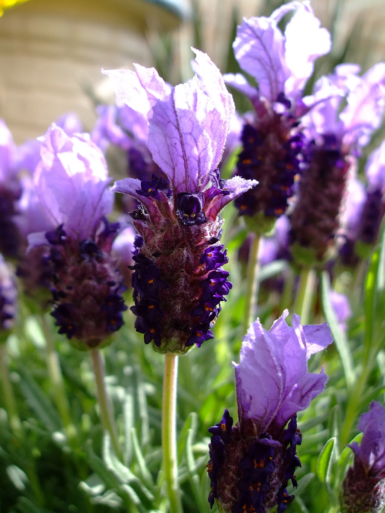French Lavender (Lavandula Dentata) — Ideal for borders and aromatic gardens, it reaches 24-36 inches in height with a similar spread; and a, image 72