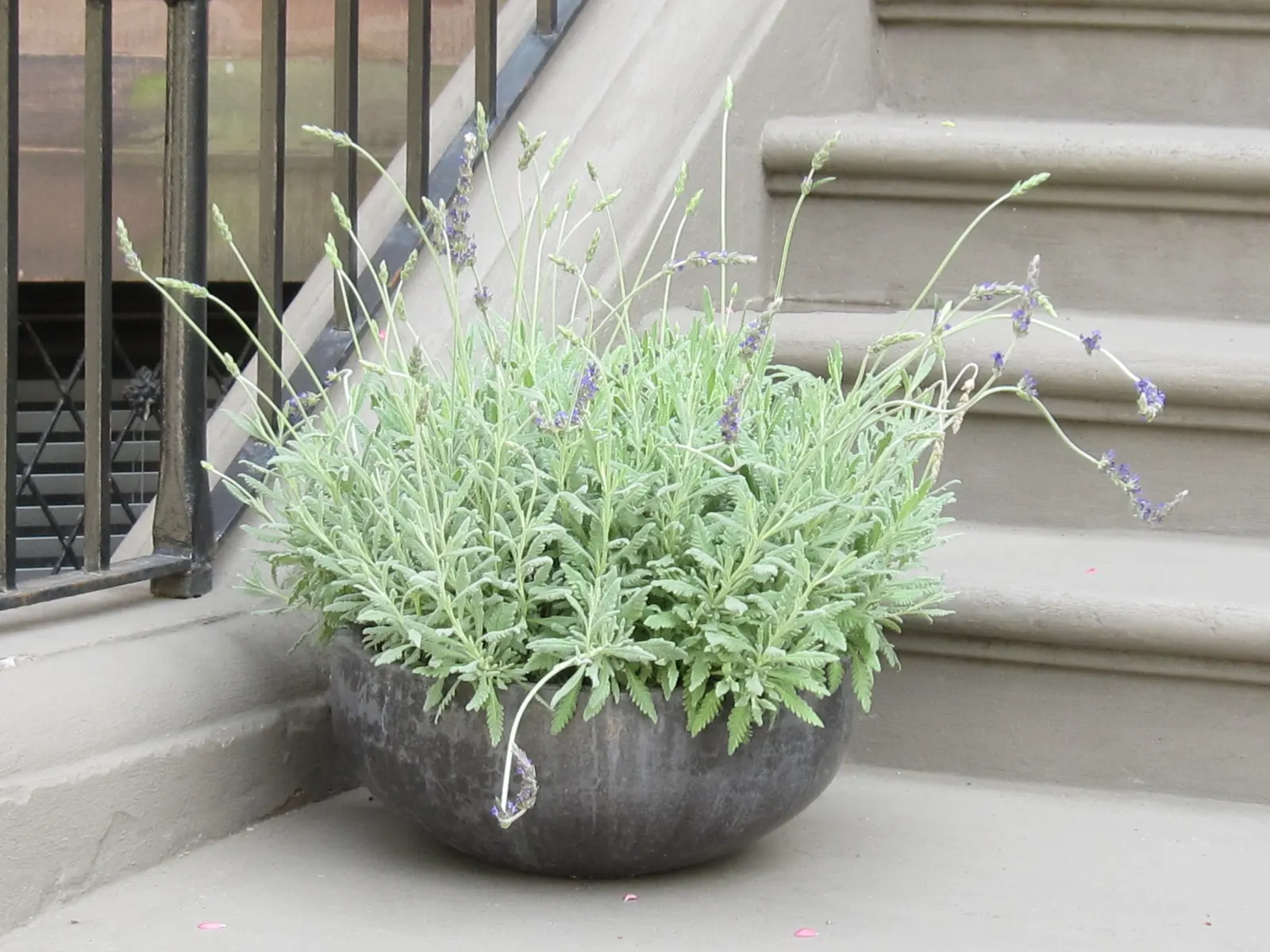 French Lavender (Lavandula Dentata) — which provide a unique texture contrast in garden compositions
