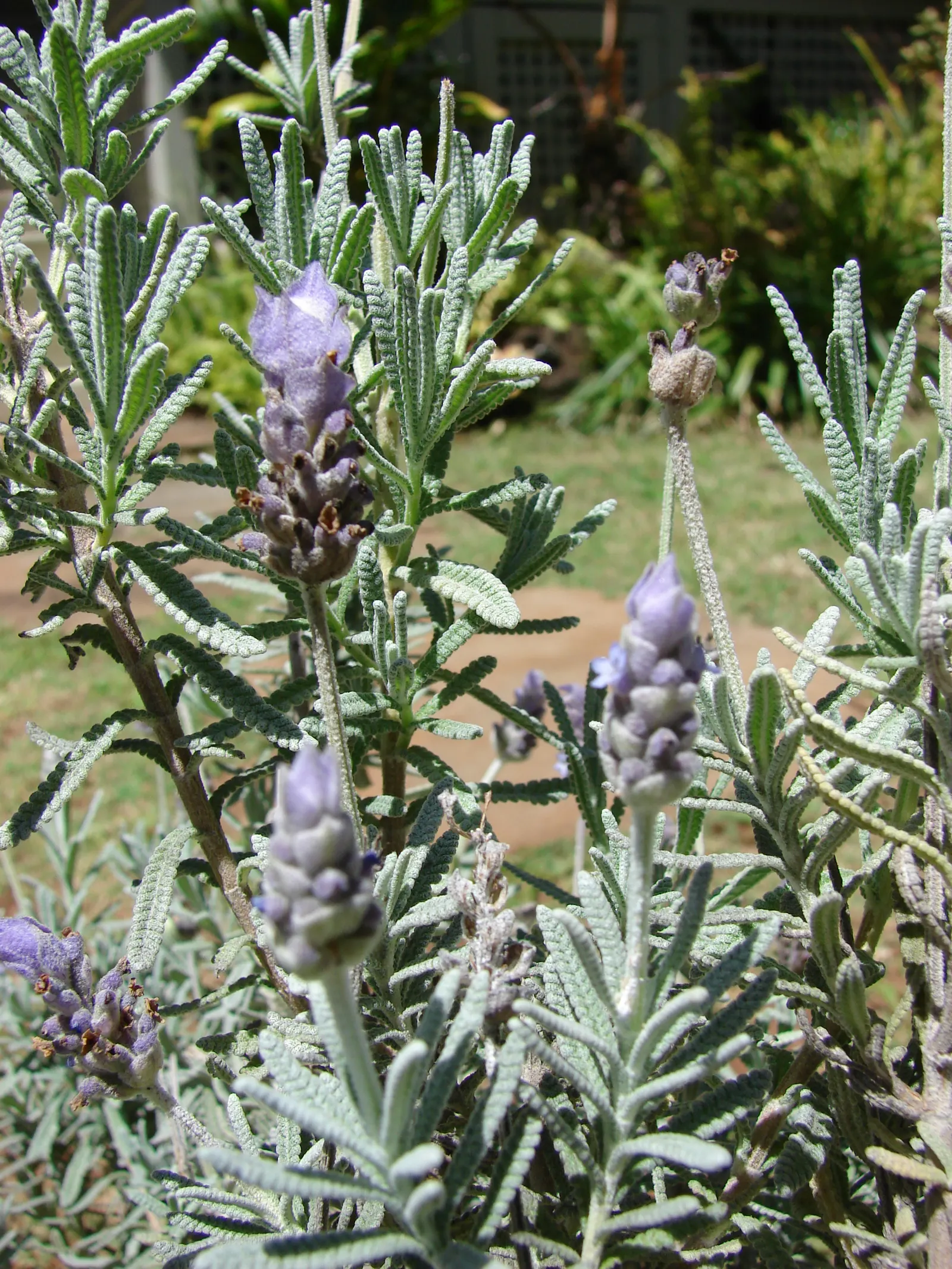 French Lavender (Lavandula Dentata) — Space plants 12-18 inches apart for optimal growth and air circulation