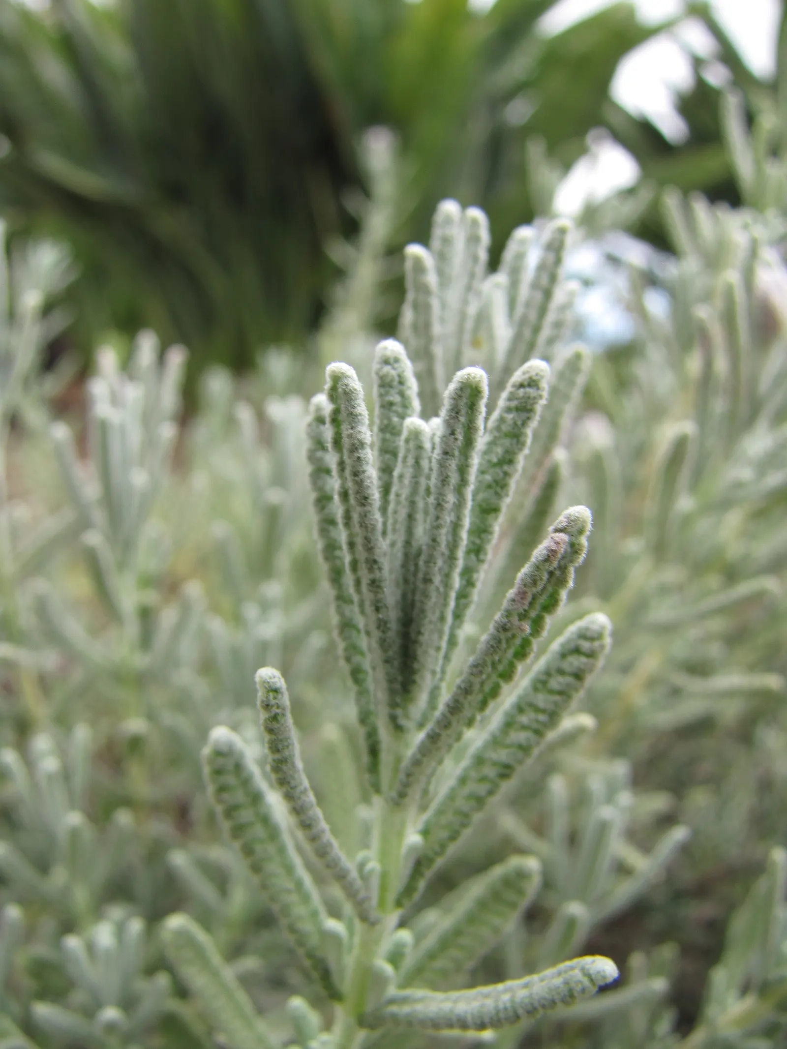 French Lavender (Lavandula Dentata) — making it an ideal choice for borders