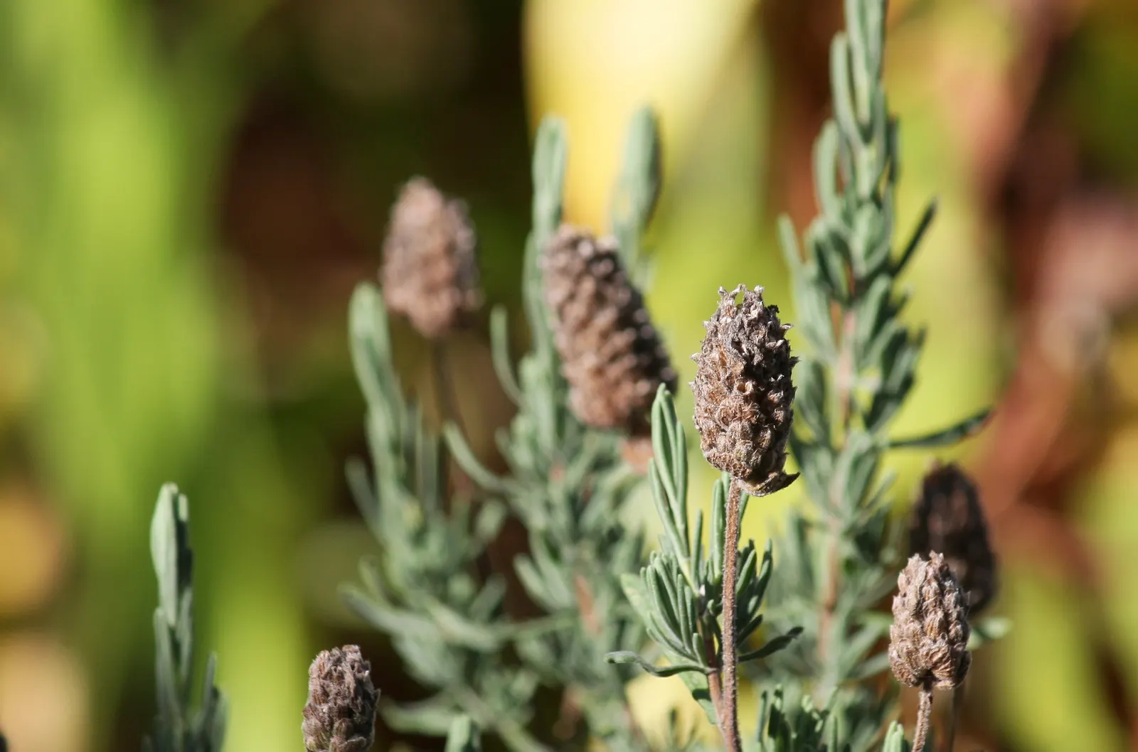 French Lavender (Lavandula Dentata) — is a highly aromatic perennial shrub perfect for adding a touch of the Mediterranean to any landscape; herb /, image 53