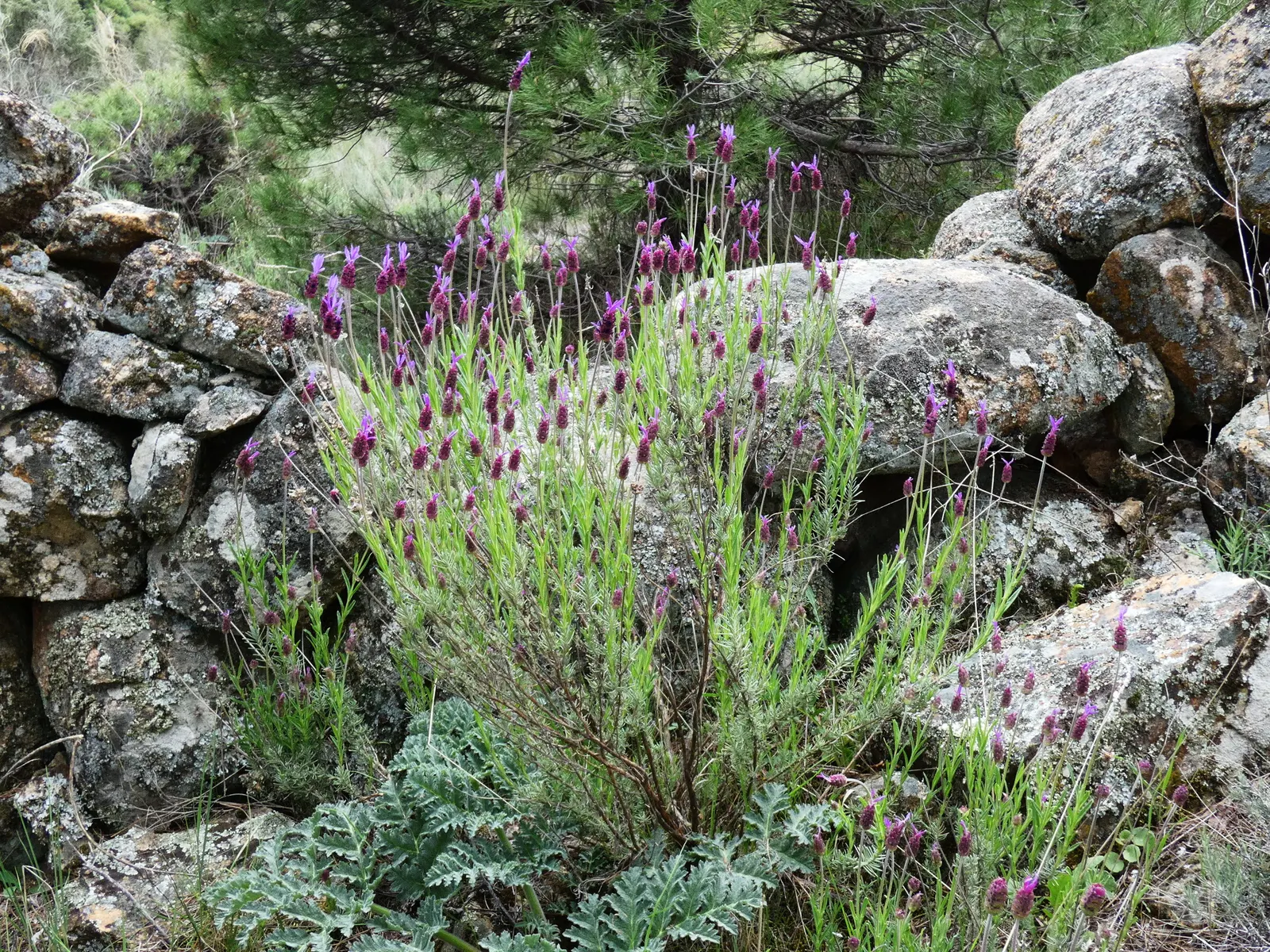 French Lavender (Lavandula Dentata) — Blooms from late spring to early fall, attracting bees and butterflies; this lavender species thrives in USDA, image 51