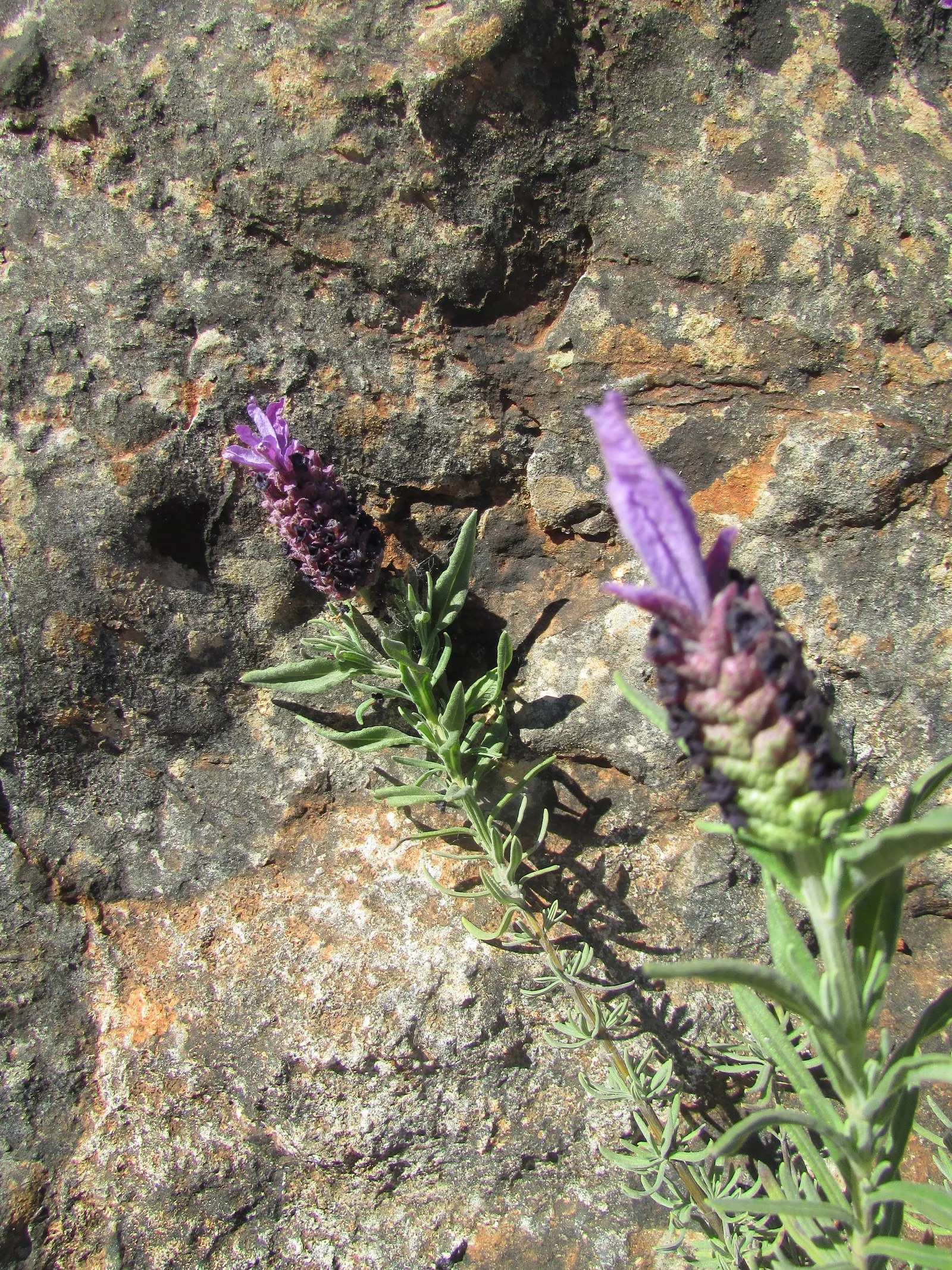 French Lavender (Lavandula Dentata) — herb / perennial with lavender blooms; which provide a unique texture contrast in garden compositions, image 137