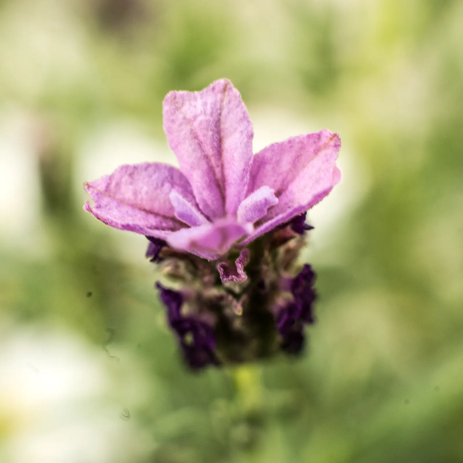 French Lavender (Lavandula Dentata) — serrated foliage and showy; making it an ideal choice for borders, image 71