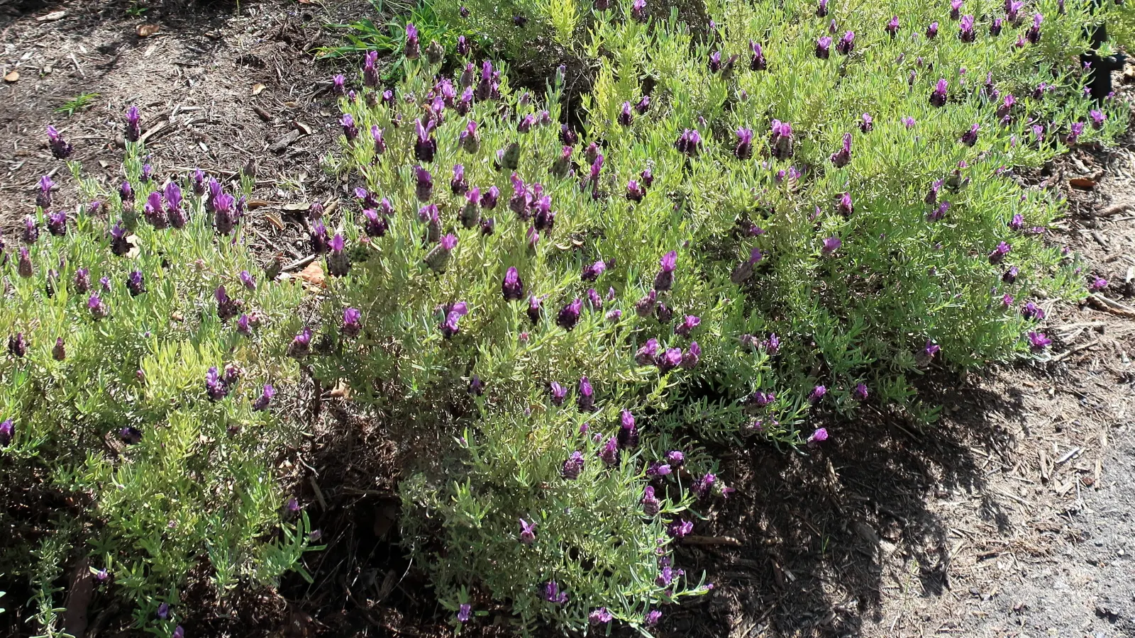 French Lavender (Lavandula Dentata) — herb / perennial for full or half; providing lasting beauty with its evergreen foliage and season-long blooms, image 69