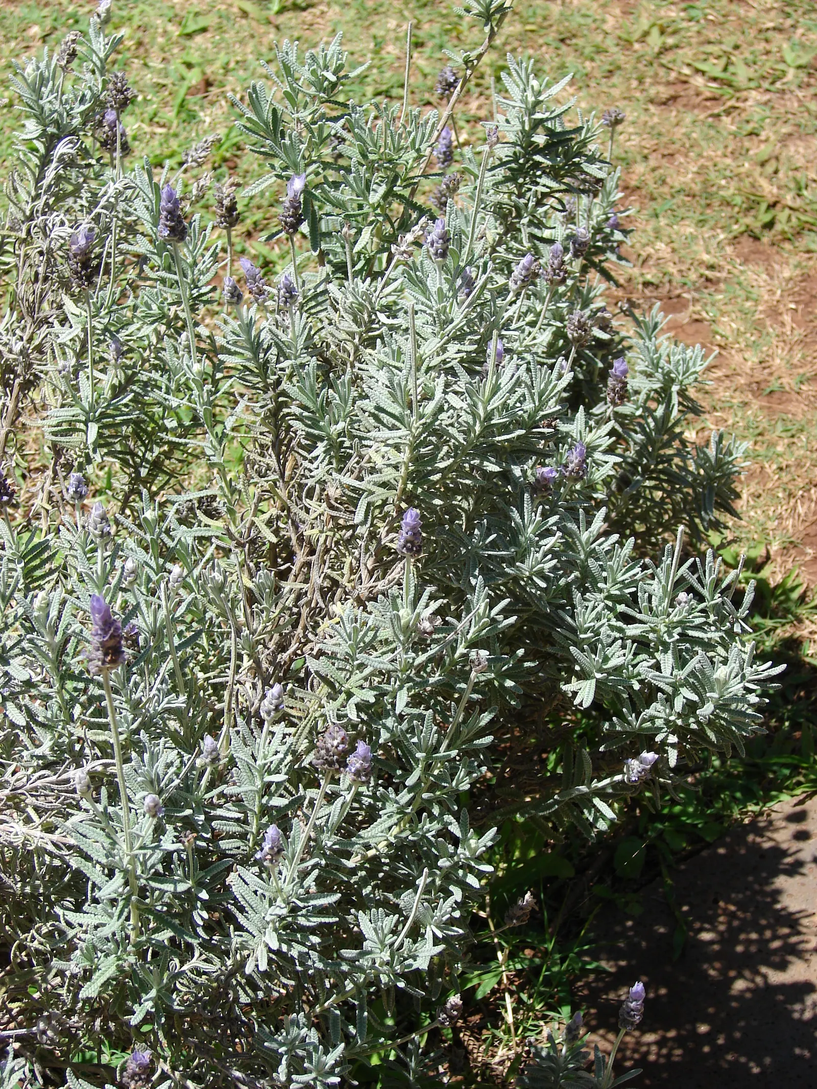 French Lavender (Lavandula Dentata) — Pruning in the early spring can encourage bushier growth and enhance blooming
