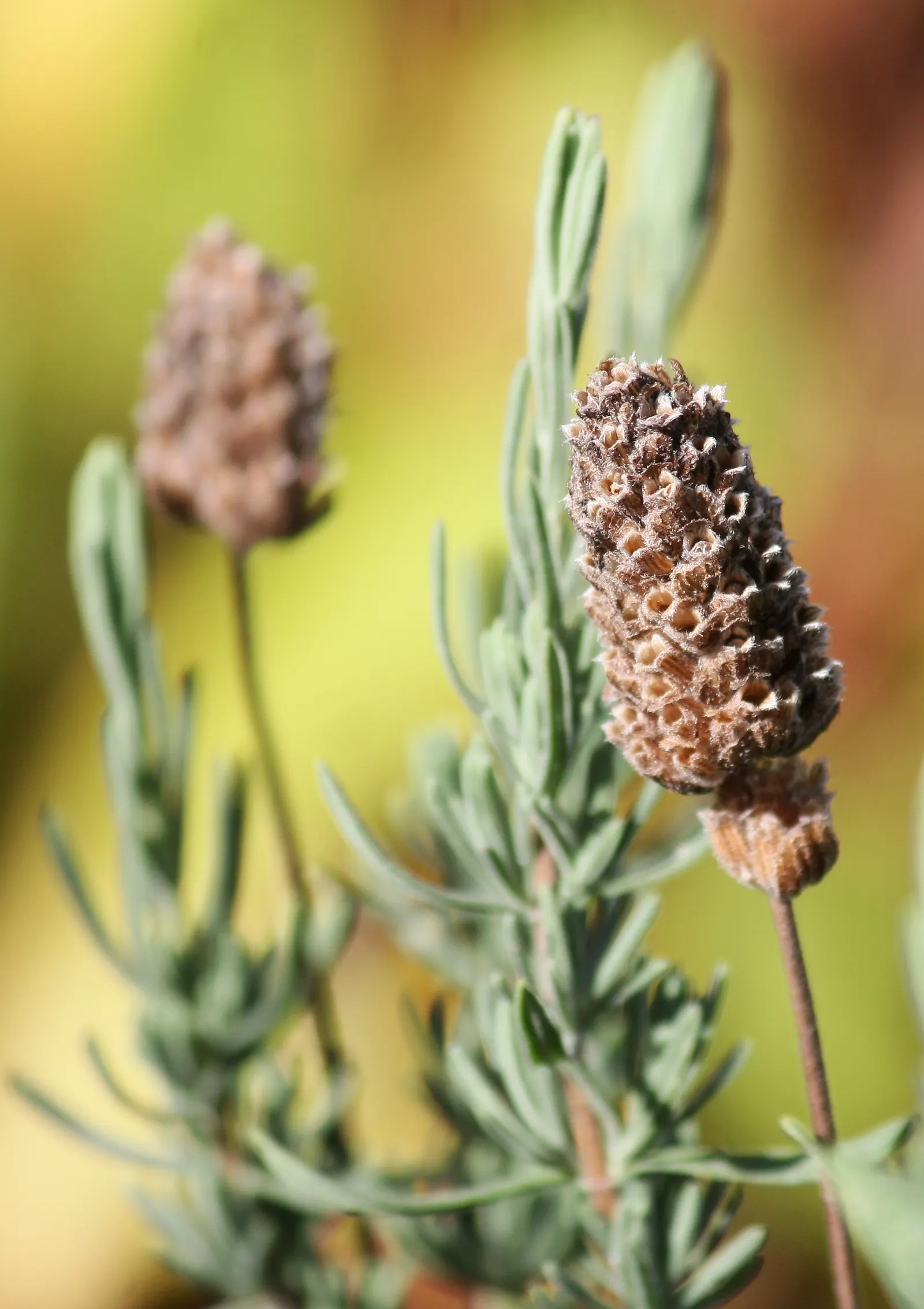 French Lavender (Lavandula Dentata) — Resistant to drought once established; is a highly aromatic perennial shrub perfect for adding a touch of the, image 54