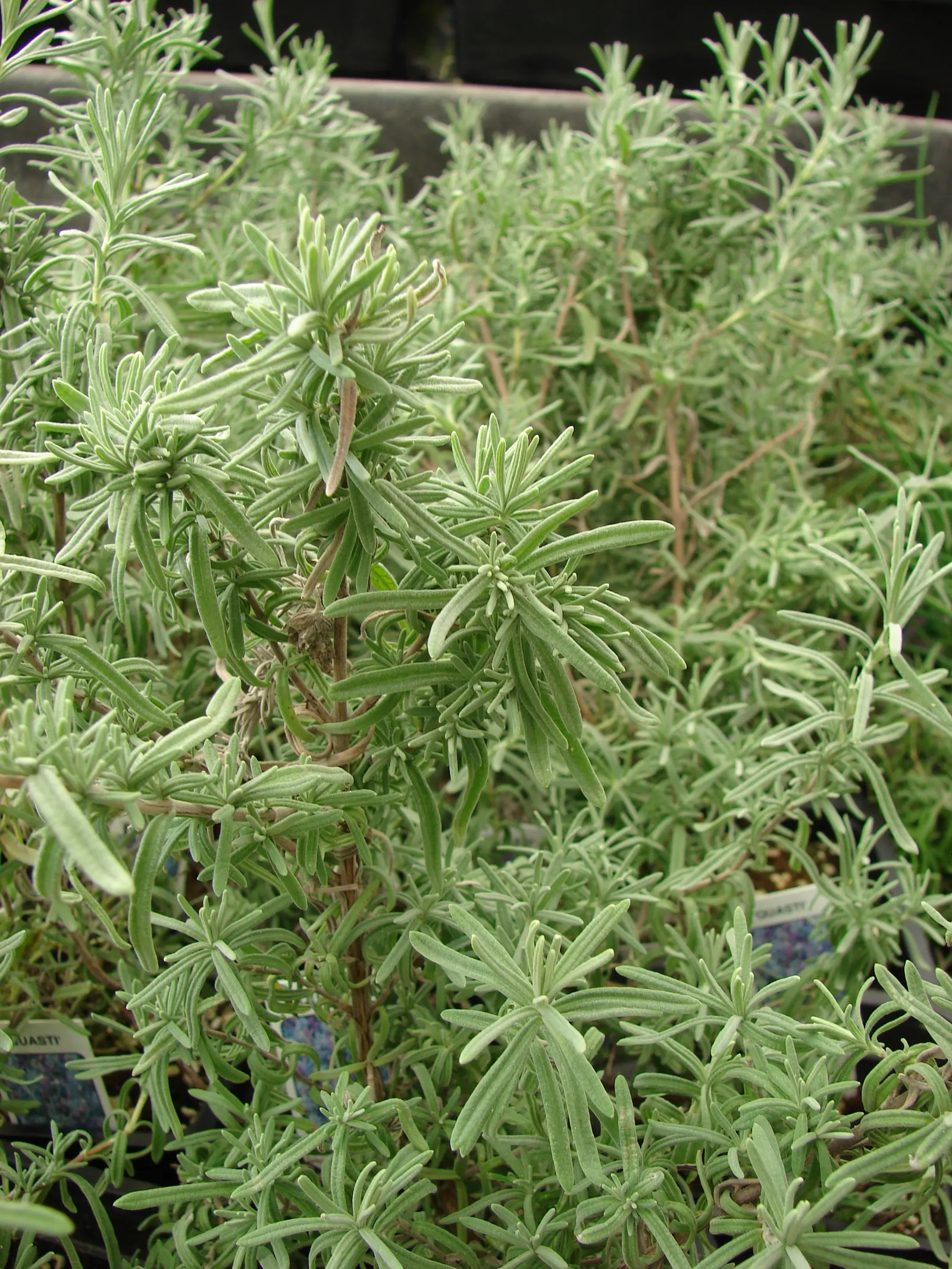 French Lavender (Lavandula Dentata) — providing lasting beauty with its evergreen foliage and season-long blooms; herb / perennial with lavender, image 66