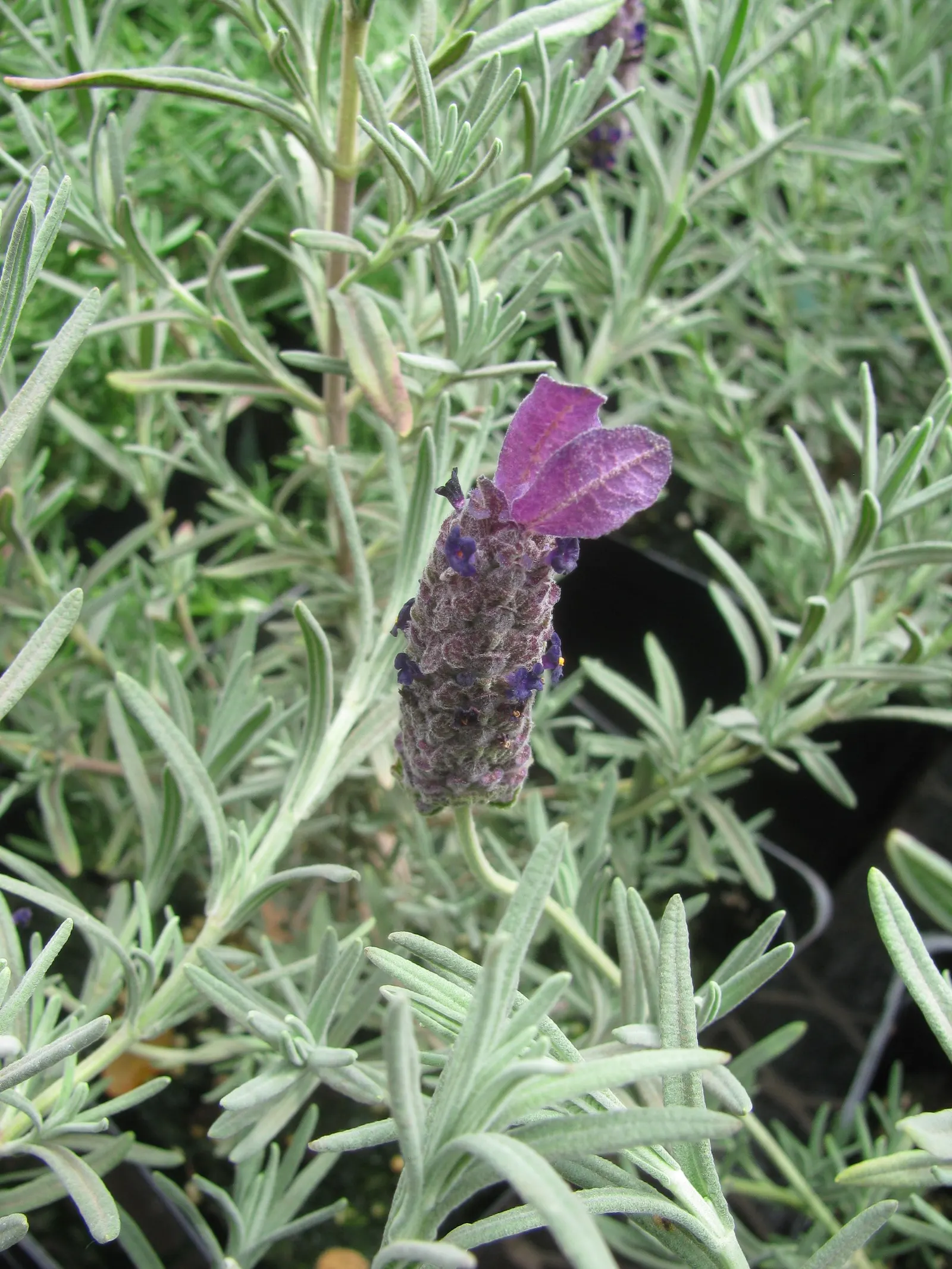 French Lavender (Lavandula Dentata) — slightly camphoraceous scent that attracts pollinators such as bees and butterflies; it typically reaches a, image 61