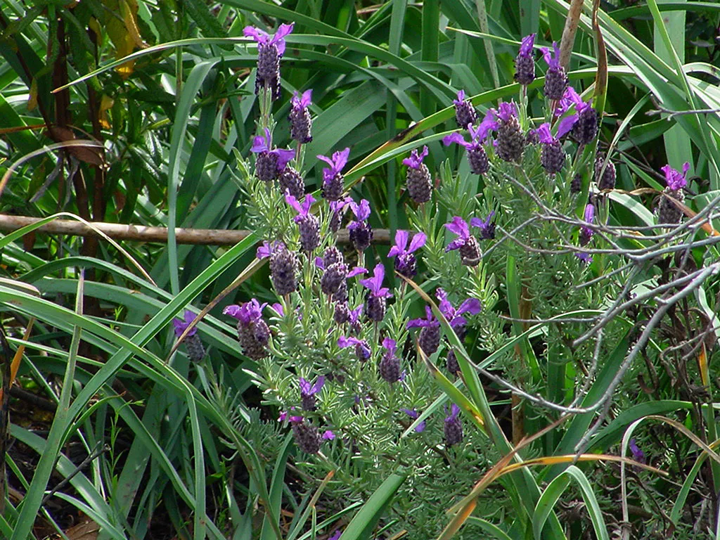 French Lavender (Lavandula Dentata) — while also deterring deer and rabbits.<br><br>For optimal growth; well-draining soil is essential, image 62