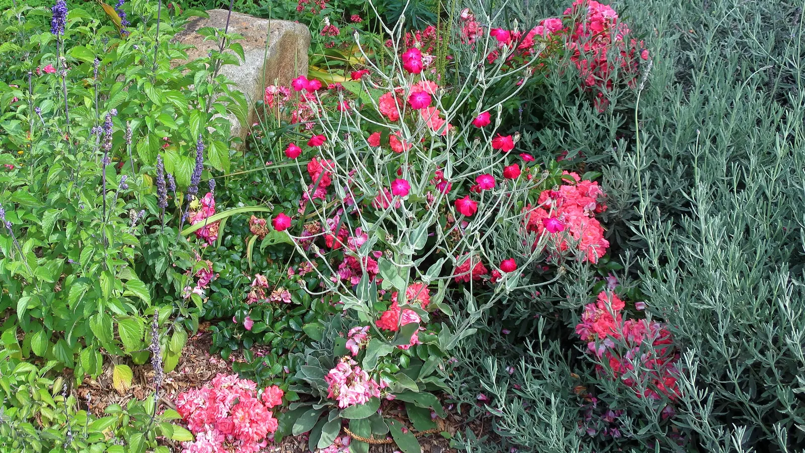 French Lavender (Lavandula Dentata) — while also deterring deer and rabbits.<br><br>For optimal growth
