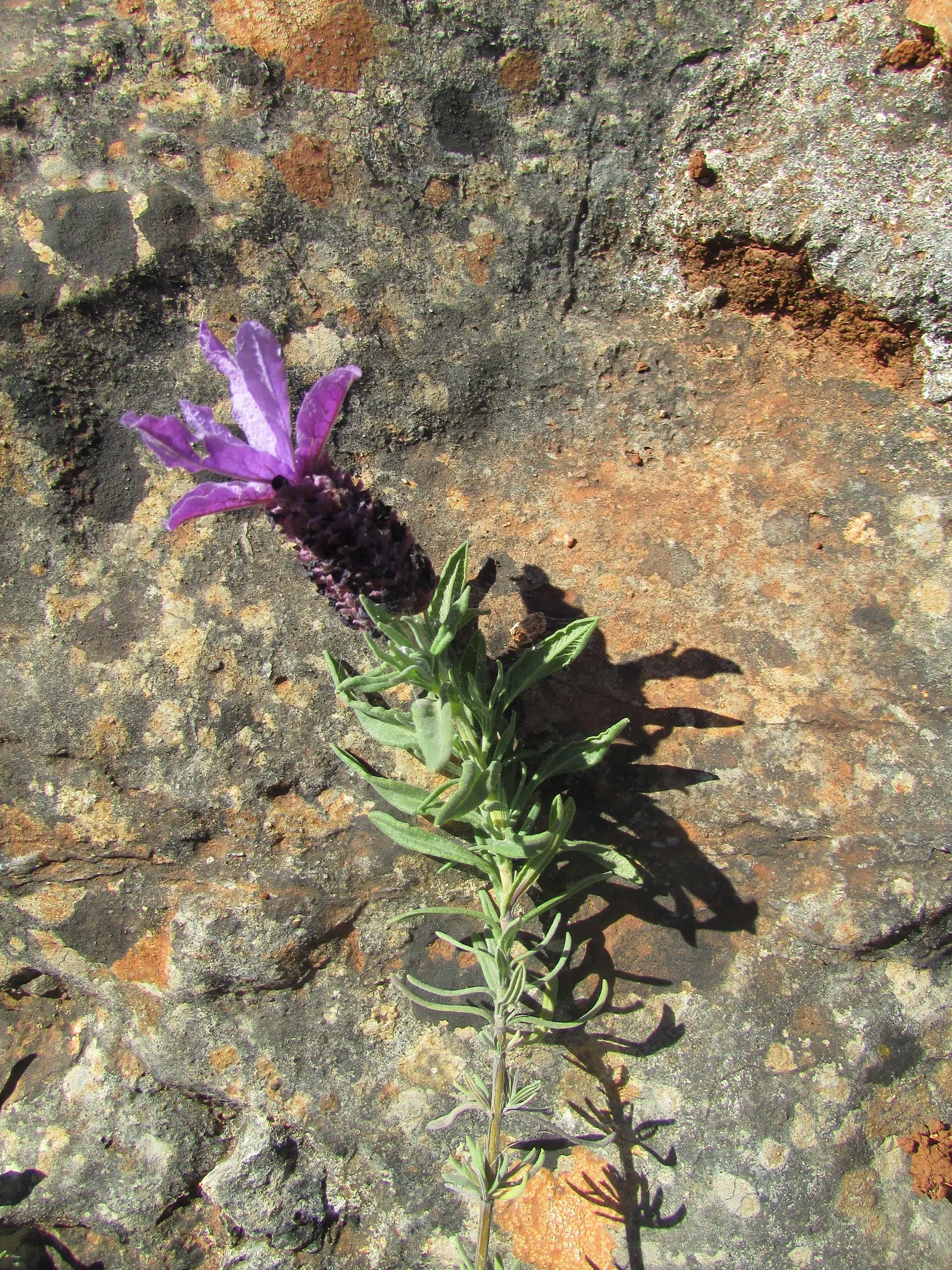French Lavender (Lavandula Dentata) — lavender flowers in the garden; space plants 12-18 inches apart for optimal growth and air circulation, image 136