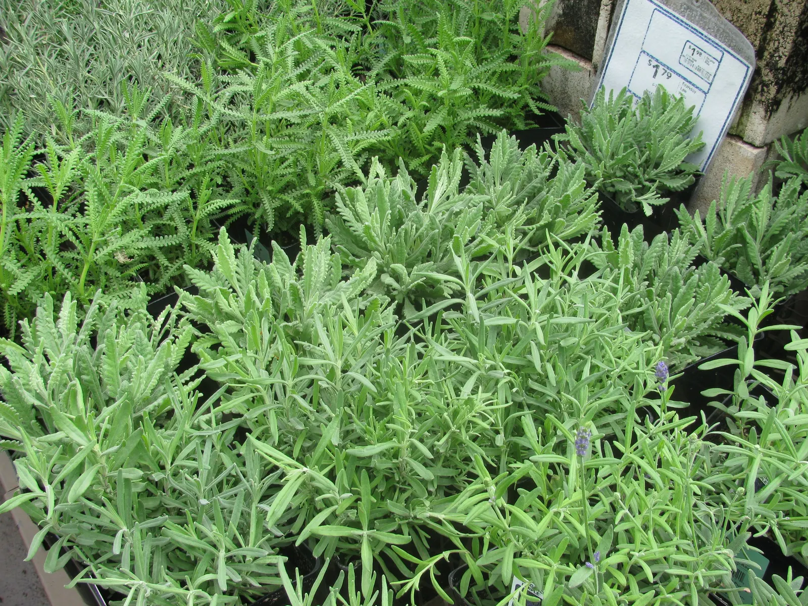 French Lavender (Lavandula Dentata) — and a spacing of 18 to 24 inches between plants is recommended to ensure ample air circulation; resistant to, image 133