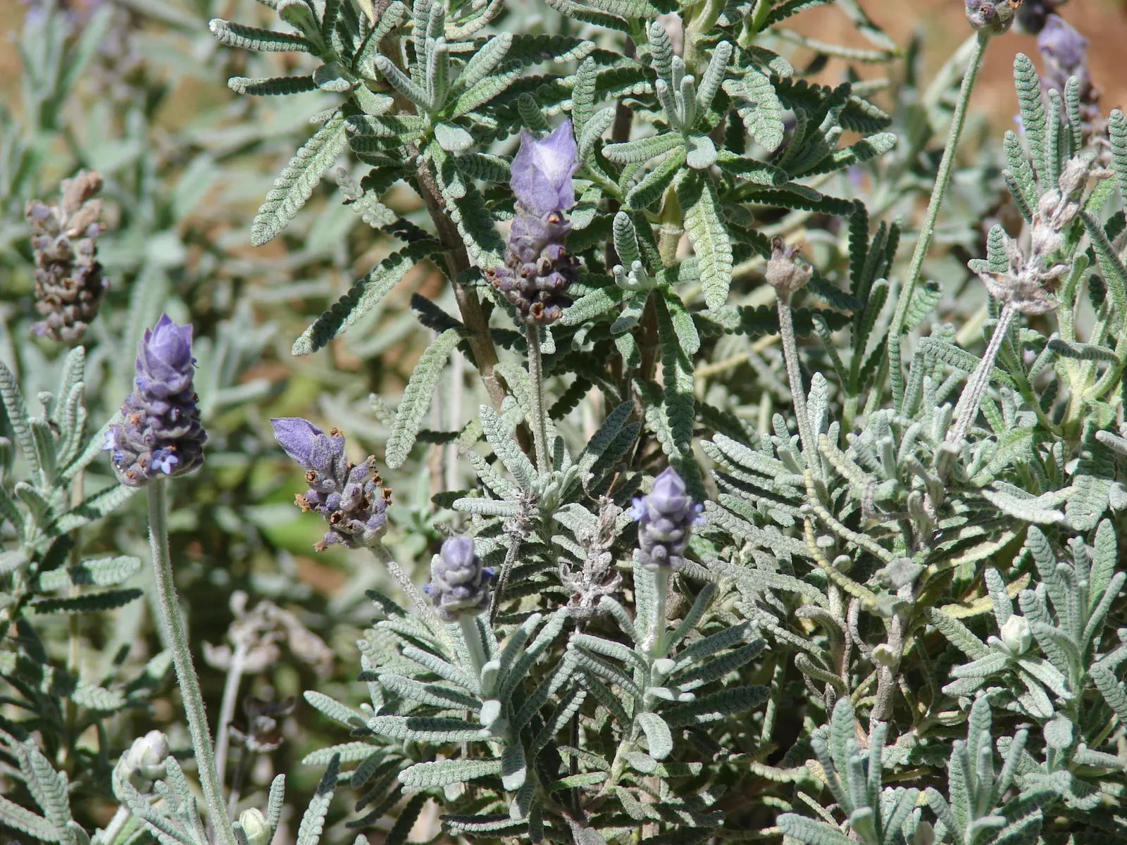 French Lavender (Lavandula Dentata) — Blooms from late spring to early fall, attracting bees and butterflies