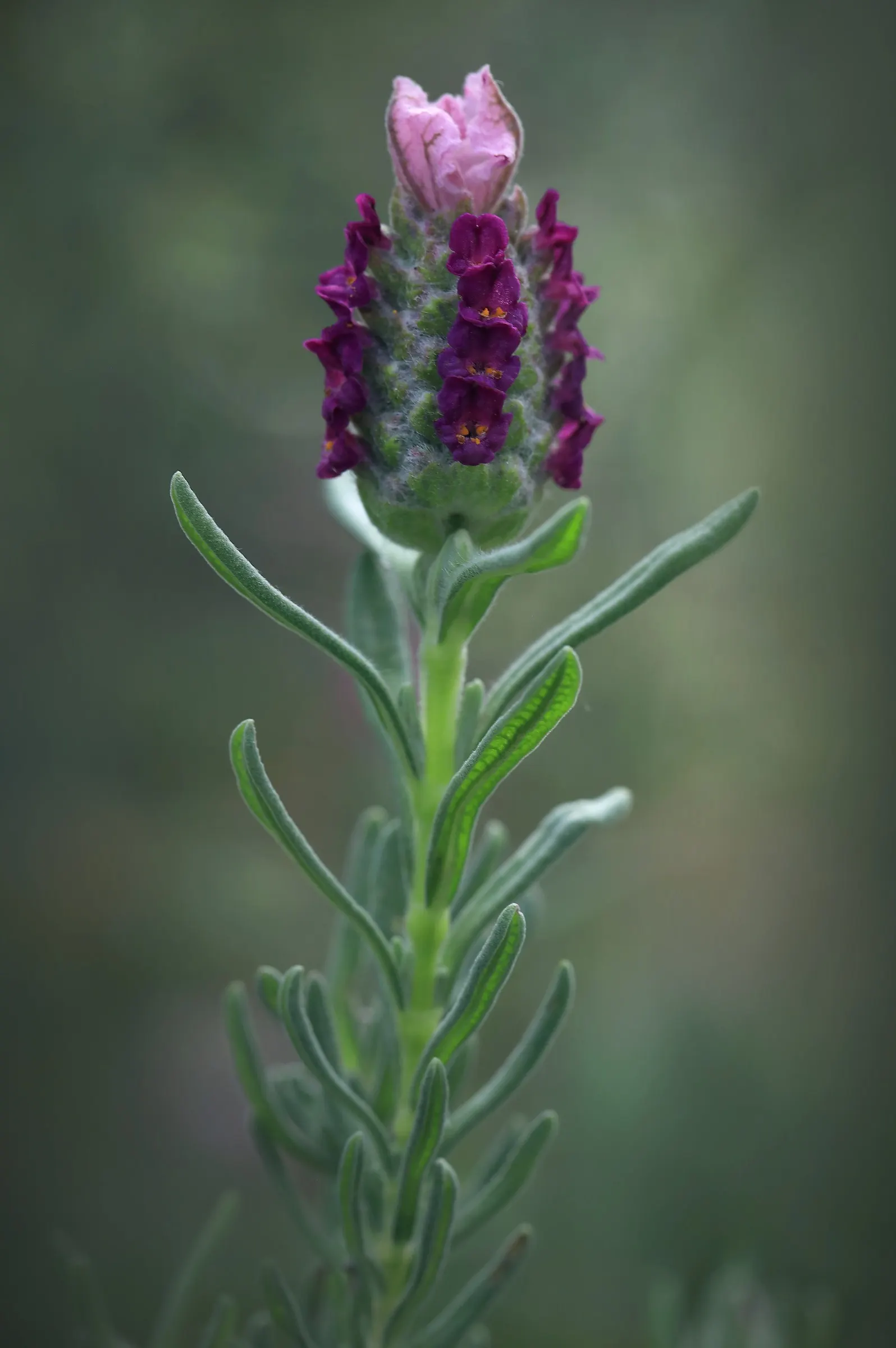 French Lavender (Lavandula Dentata) — Thrives in full sun and well-drained soil; drought-tolerant once established; serrated foliage and showy, image 73