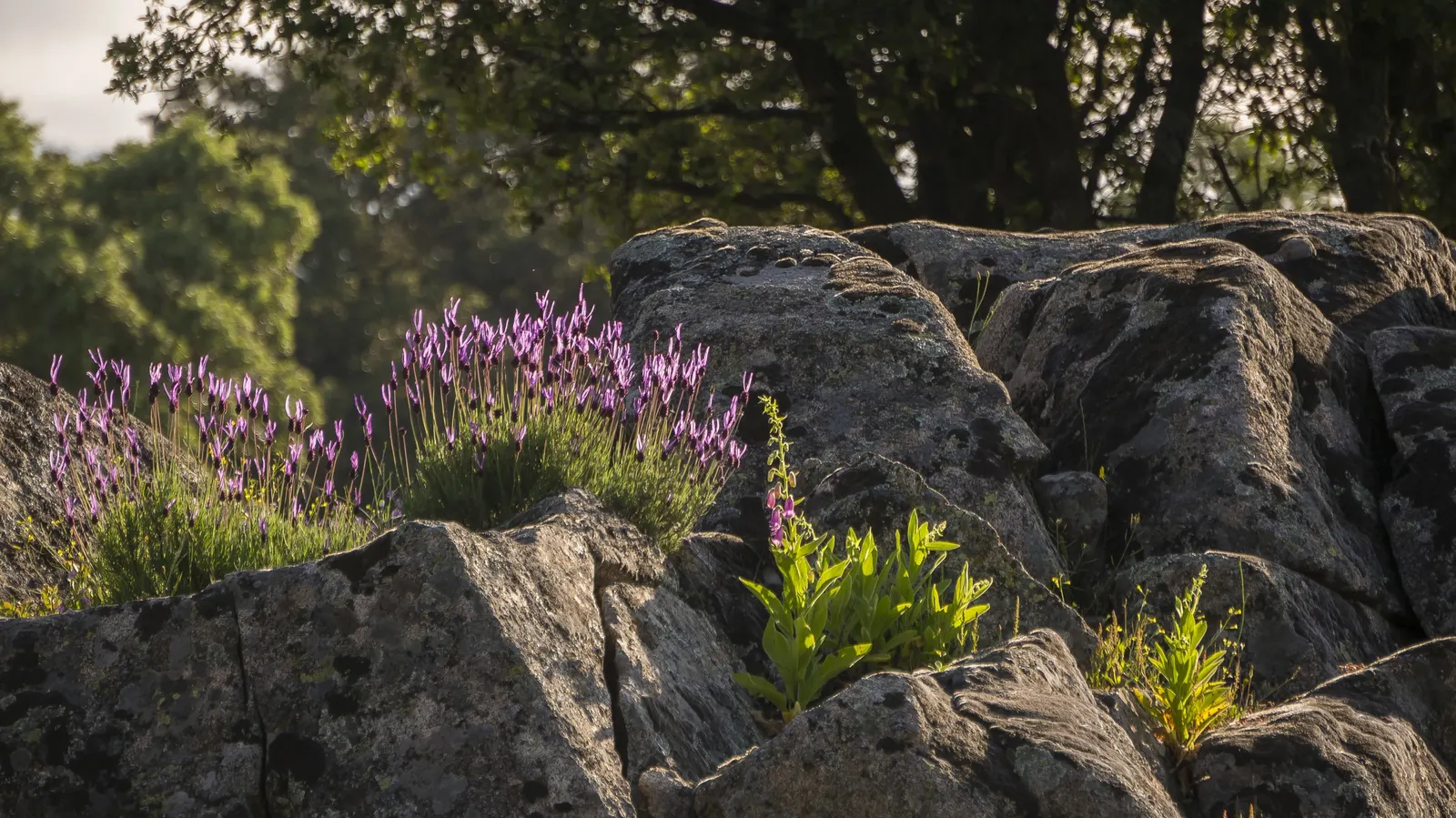 French Lavender (Lavandula Dentata) — Blooms from late spring to early fall, attracting bees and butterflies; this lavender species thrives in USDA, image 74