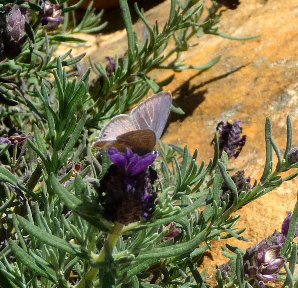 French Lavender (Lavandula Dentata) — French Lavender (Lavandula dentata) is a fragrant perennial prized for its gray-green; thrives in full sun and, image 70