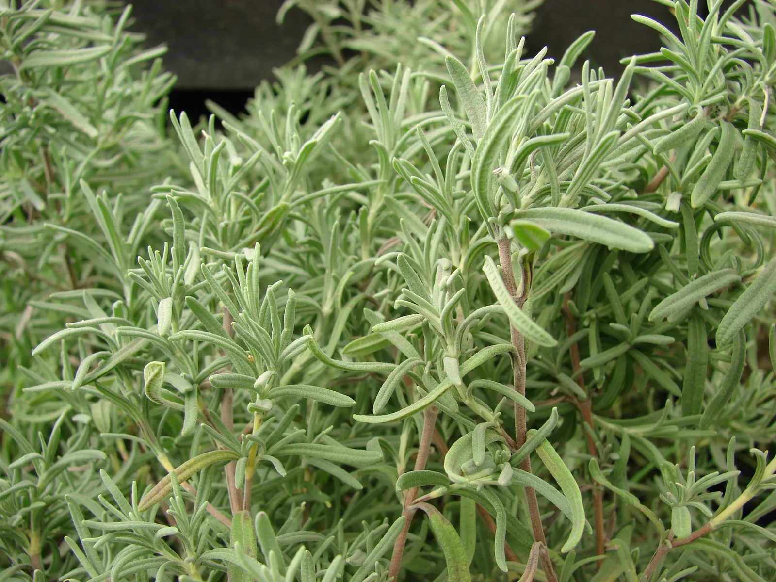 French Lavender (Lavandula Dentata) — Pruning in the early spring can encourage bushier growth and enhance blooming; slightly camphoraceous scent, image 65