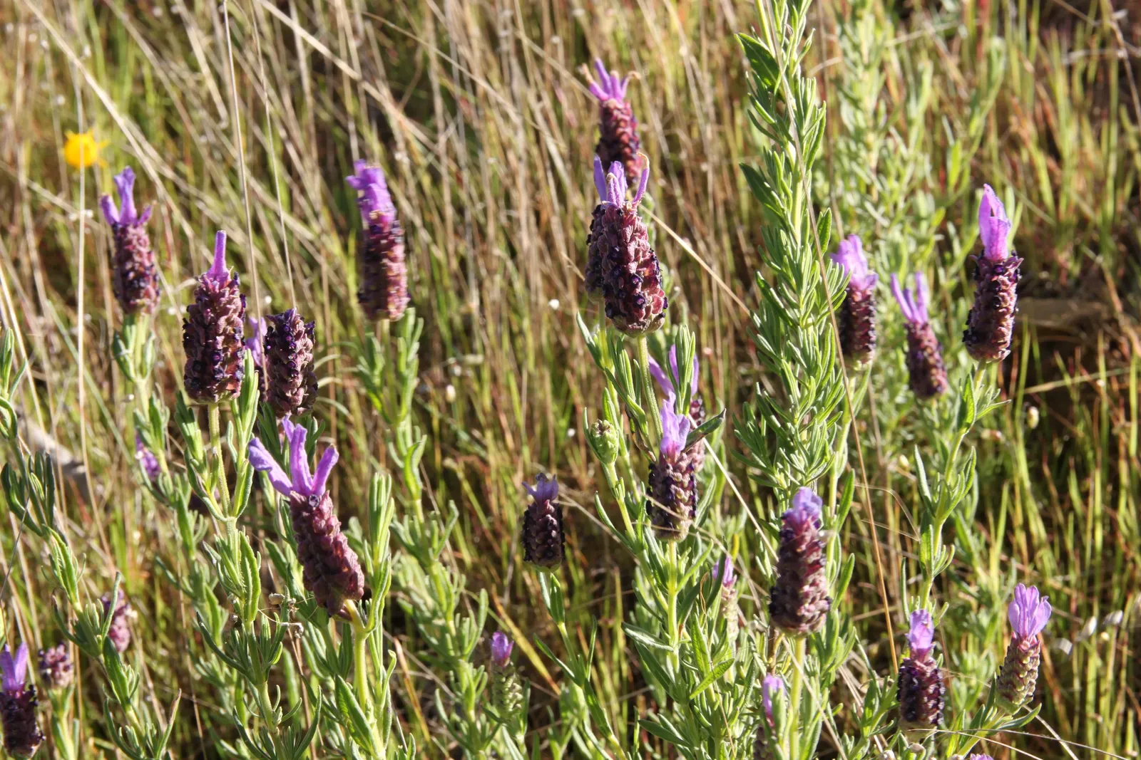 French Lavender (Lavandula Dentata) — The flowers stand roughly 8 to 12 inches above the foliage; ideal for borders and aromatic gardens, it, image 60