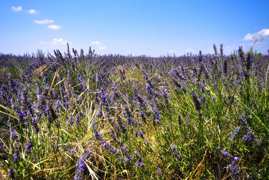 French Lavender (Lavandula Dentata) — Resistant to drought once established; is a highly aromatic perennial shrub perfect for adding a touch of the, image 77