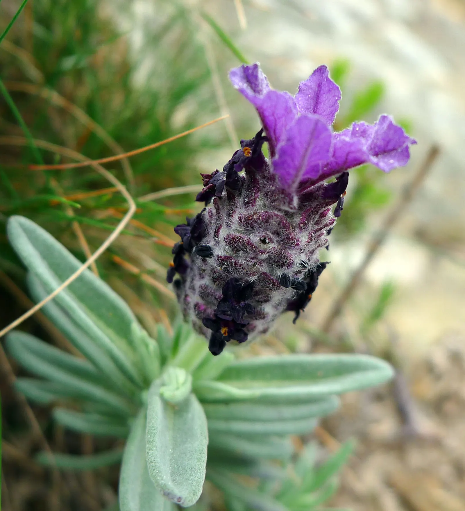French Lavender (Lavandula Dentata) — which provide a unique texture contrast in garden compositions; pruning in the early spring can encourage, image 59
