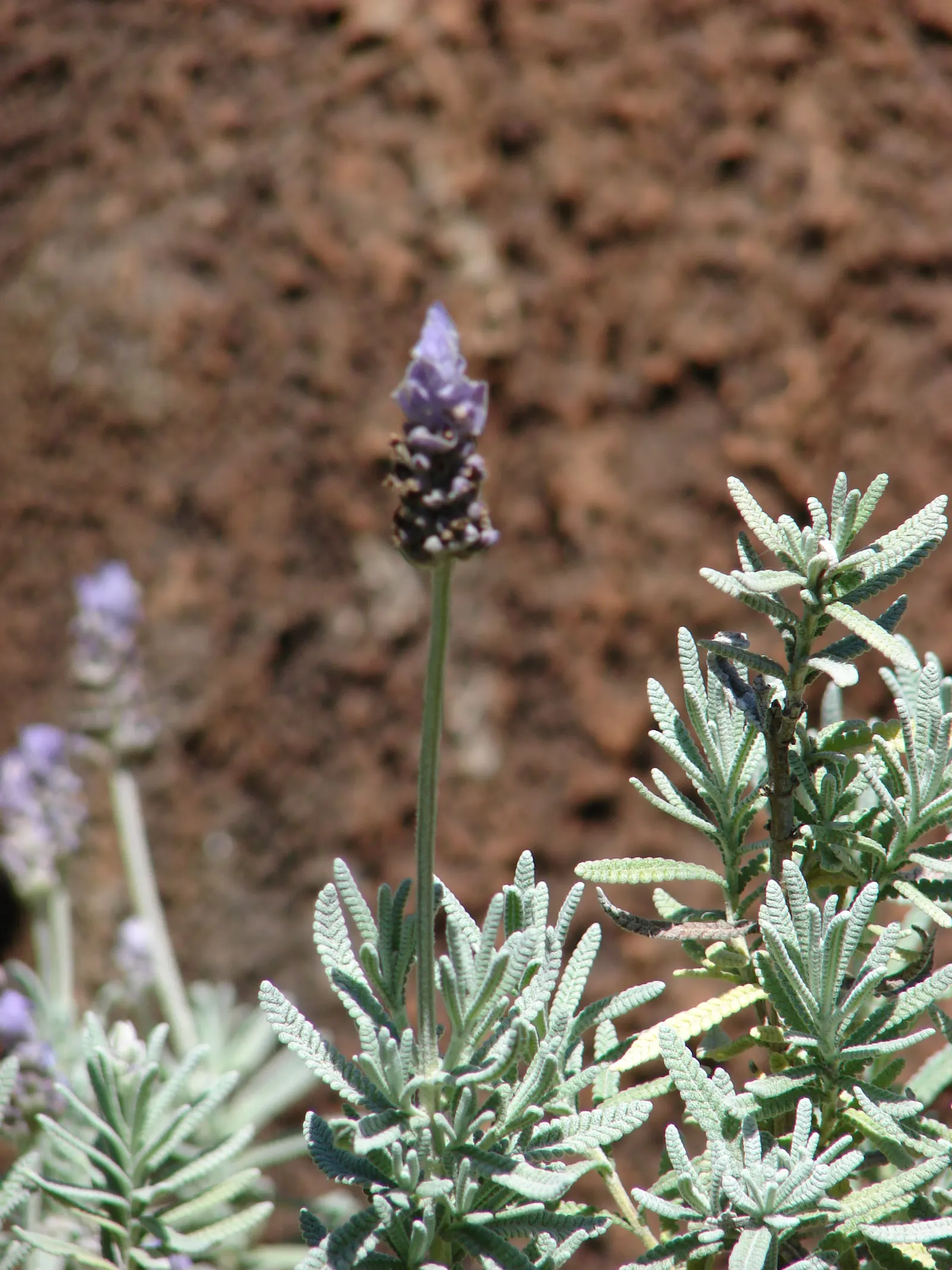 French Lavender (Lavandula Dentata) — Thrives in full sun and well-drained soil; drought-tolerant once established