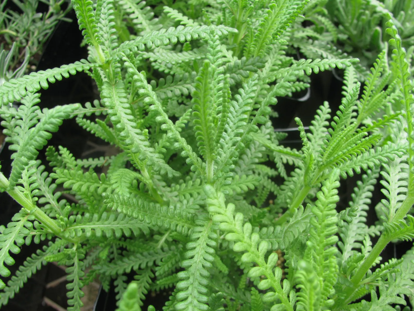 French Lavender (Lavandula Dentata) — while also deterring deer and rabbits.<br><br>For optimal growth; well-draining soil is essential, image 131