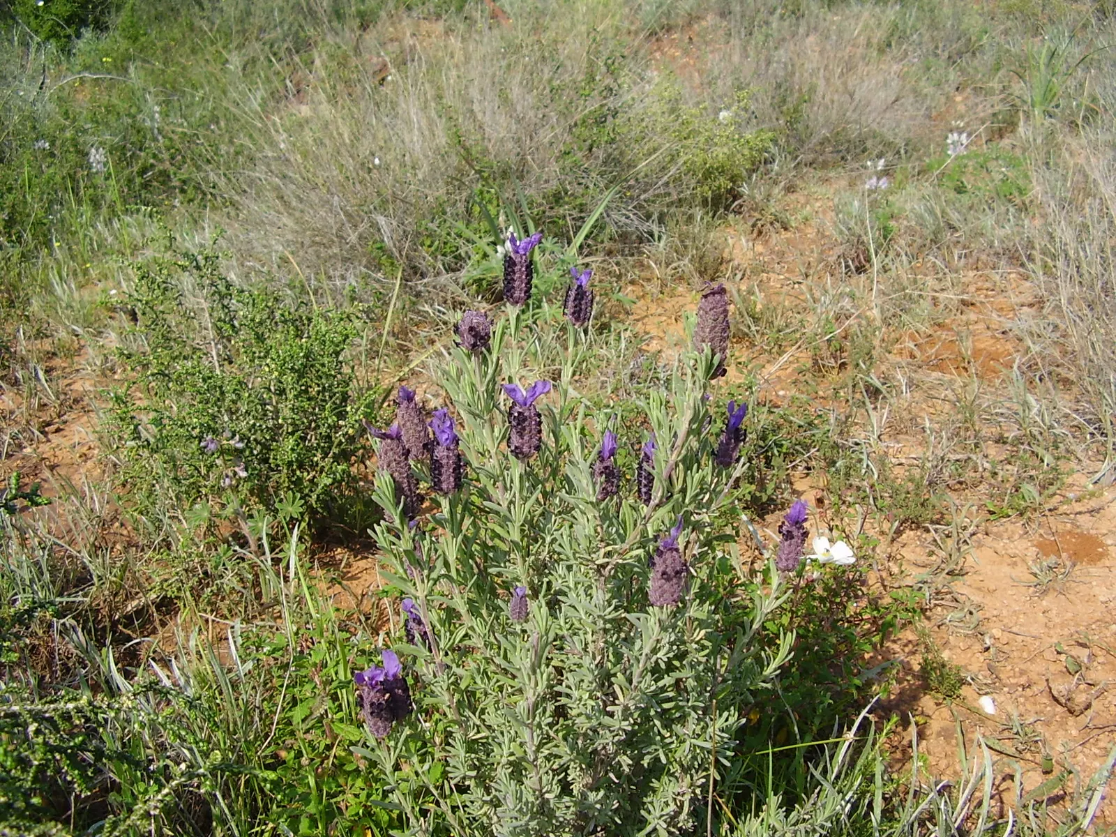 French Lavender (Lavandula Dentata) — well-draining soil is essential; french Lavender (Lavandula dentata) is a fragrant perennial prized for its, image 63