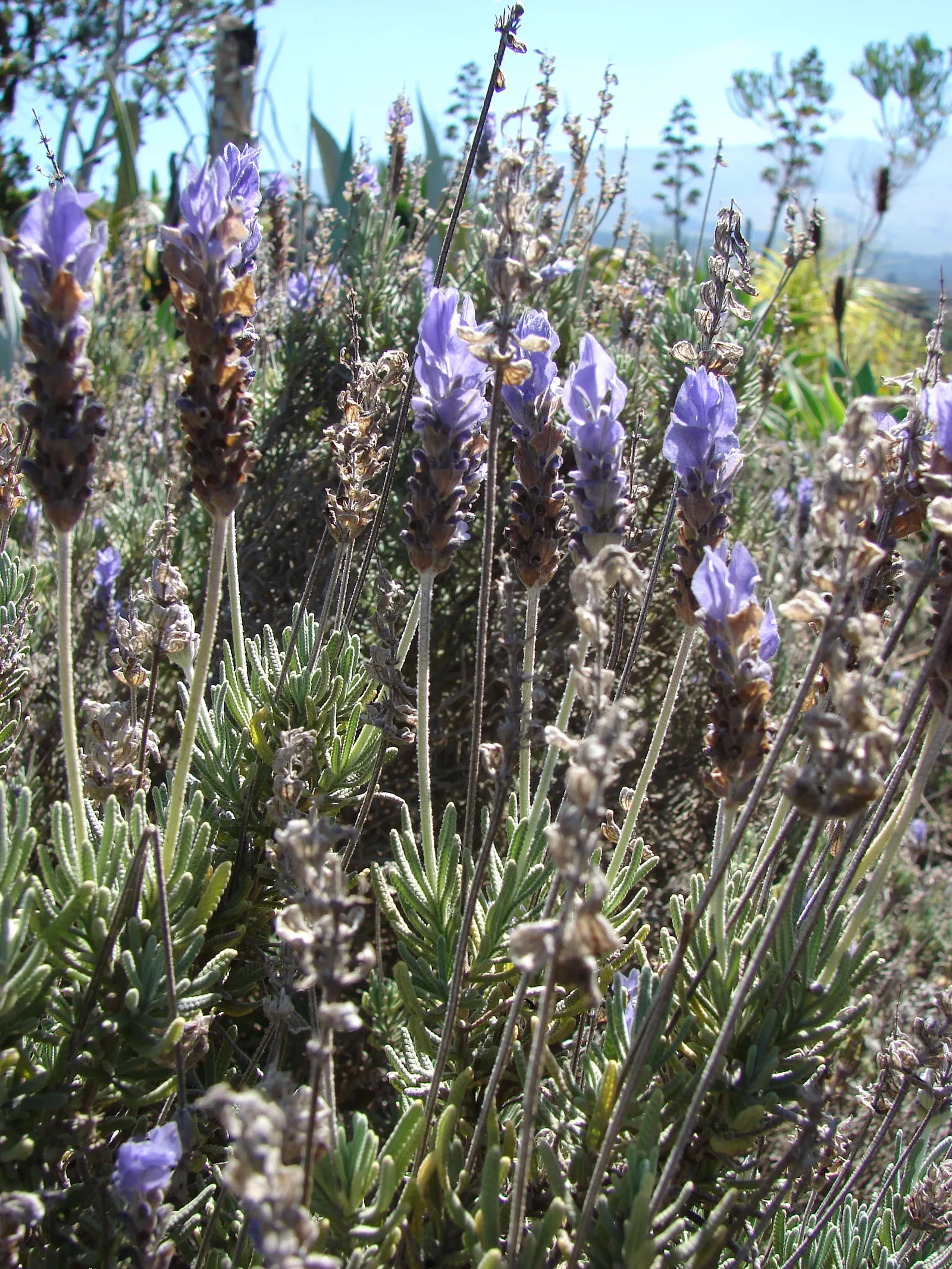 French Lavender (Lavandula Dentata) — is a highly aromatic perennial shrub perfect for adding a touch of the Mediterranean to any landscape