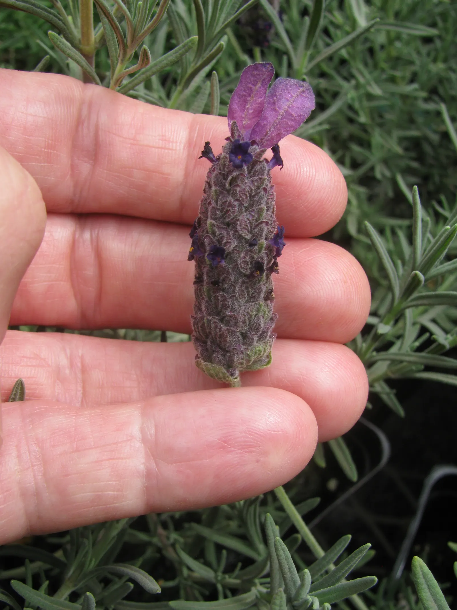 French Lavender (Lavandula Dentata) — making it an ideal choice for borders; blooms from late spring to early fall, attracting bees and butterflies, image 57