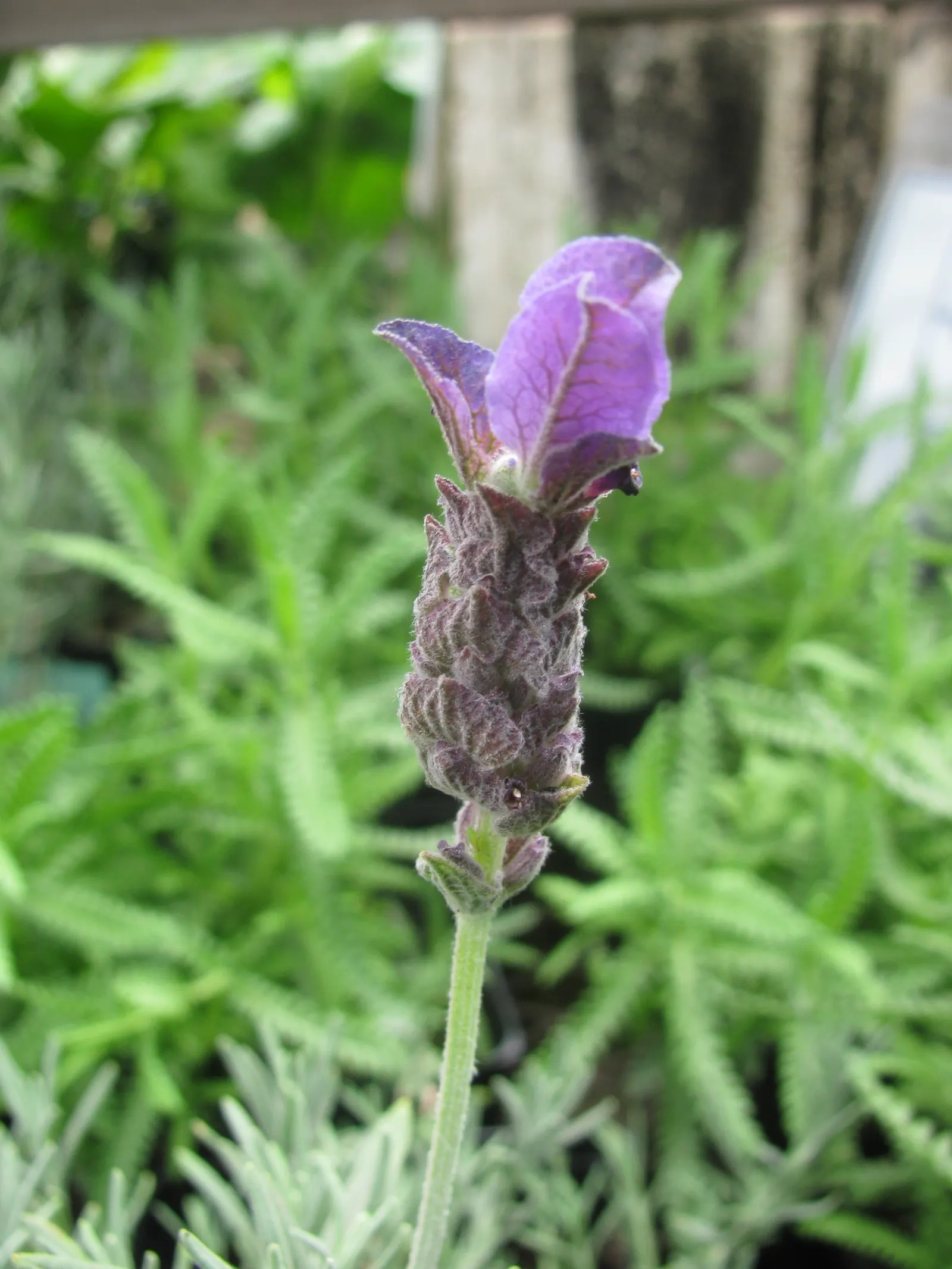 French Lavender (Lavandula Dentata) — It typically reaches a mature height of about 24 to 36 inches with a similar spread; lavender flowers in the, image 56
