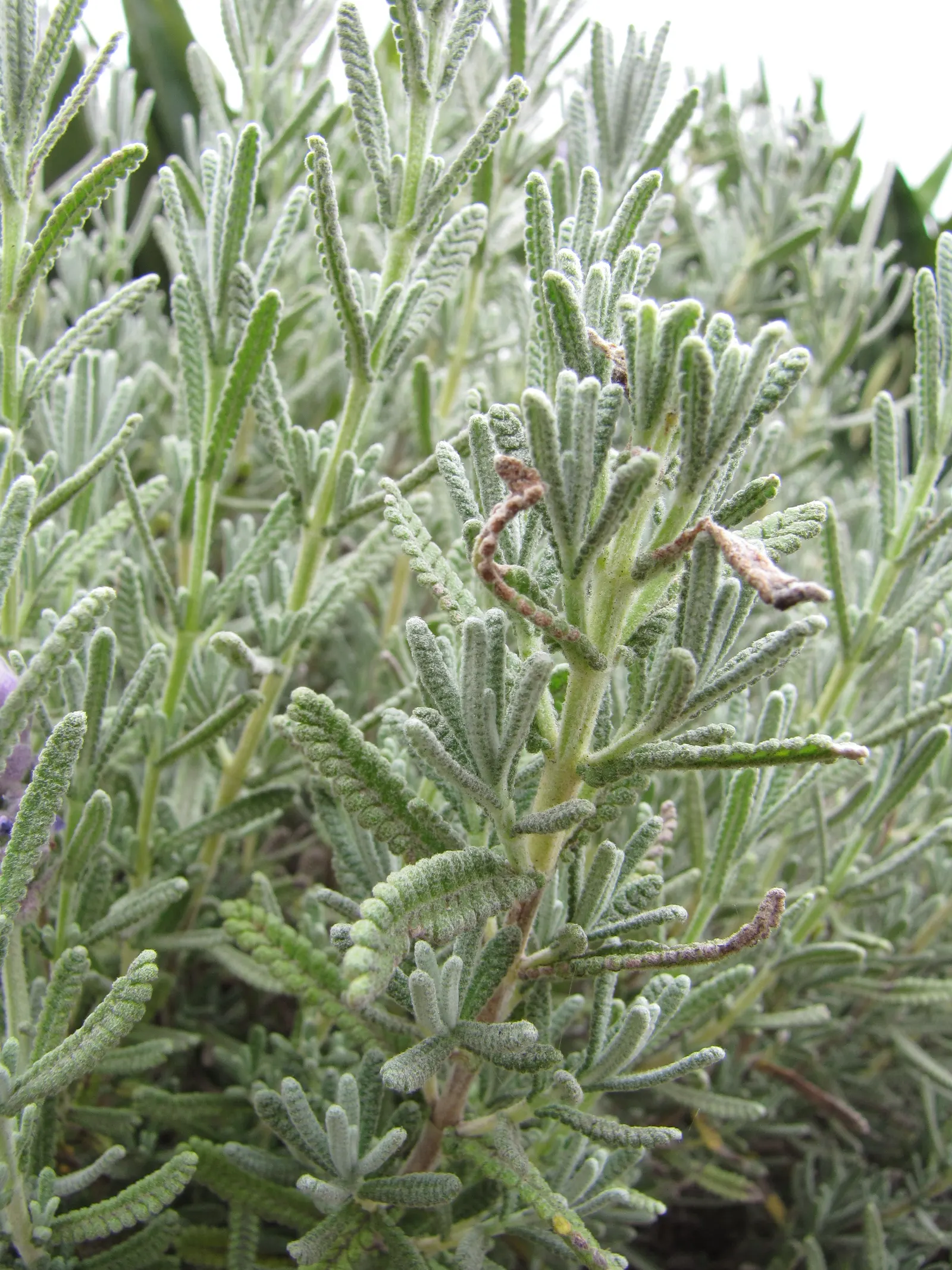 French Lavender (Lavandula Dentata) — It typically reaches a mature height of about 24 to 36 inches with a similar spread