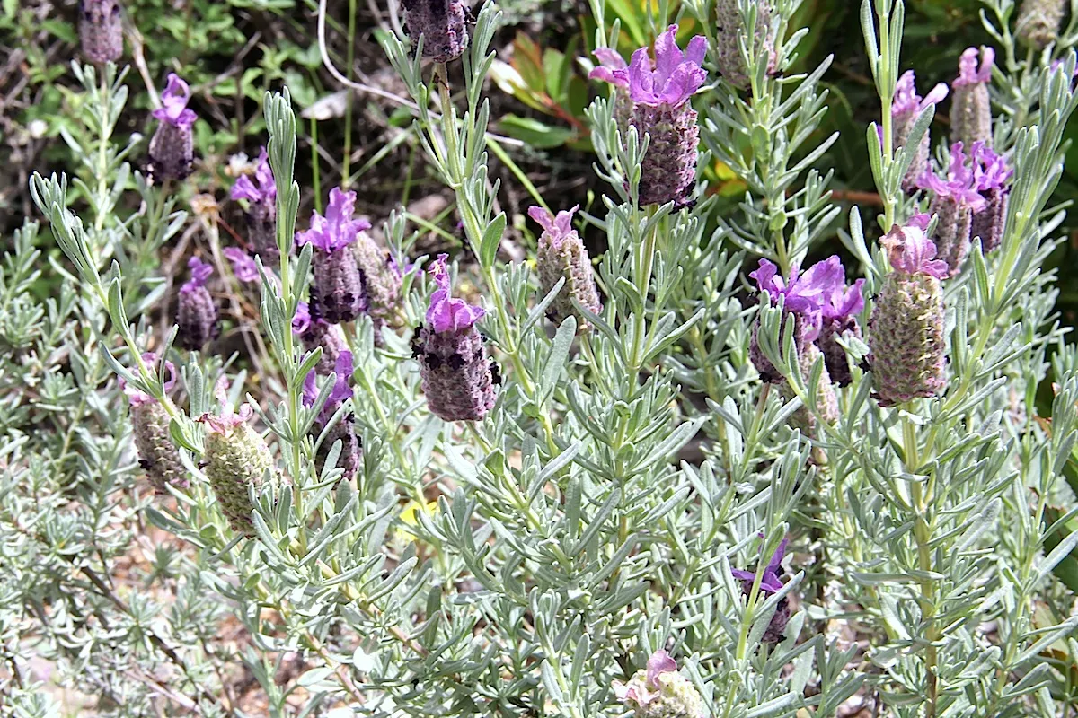 French Lavender (Lavandula Dentata) — Space plants 12-18 inches apart for optimal growth and air circulation; while also deterring deer and, image 52