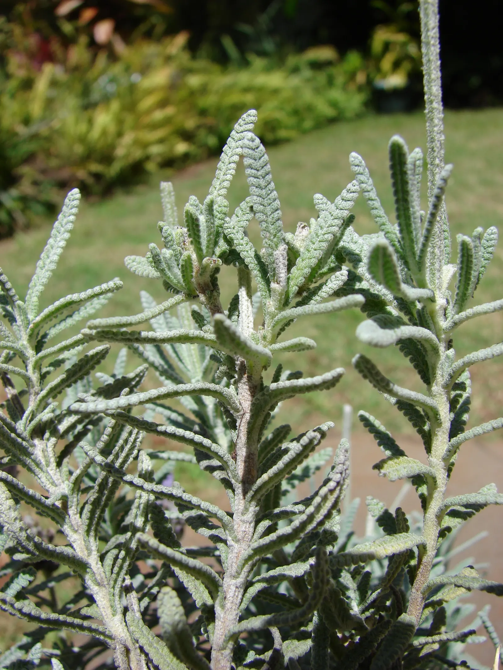 French Lavender (Lavandula Dentata) — while also deterring deer and rabbits.<br><br>For optimal growth; well-draining soil is essential