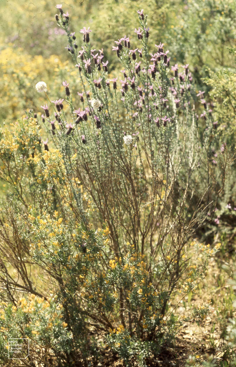 French Lavender (Lavandula Dentata) — is a highly aromatic perennial shrub perfect for adding a touch of the Mediterranean to any landscape; herb /, image 76