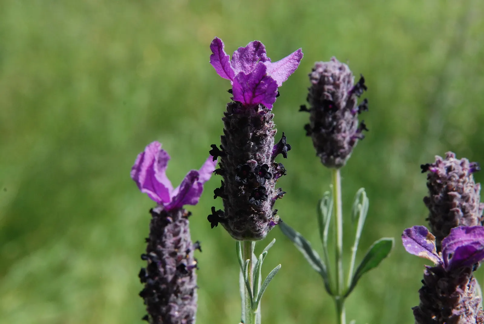 French Lavender (Lavandula Dentata) — Space plants 12-18 inches apart for optimal growth and air circulation; while also deterring deer and, image 75