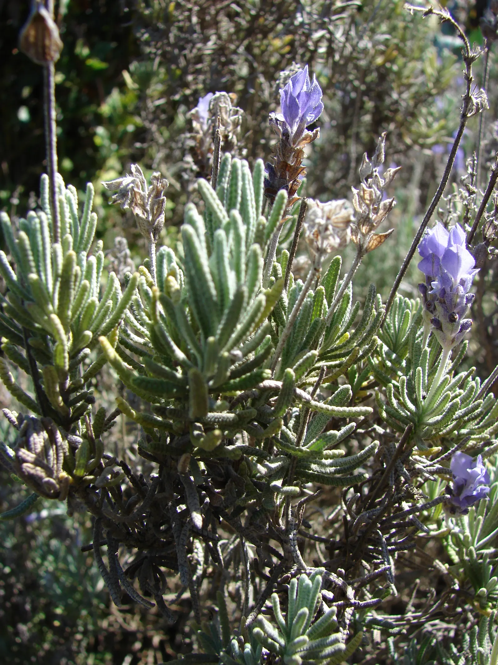 French Lavender (Lavandula Dentata) — this lavender species thrives in USDA zones 8 through 9 and favors full sun exposure