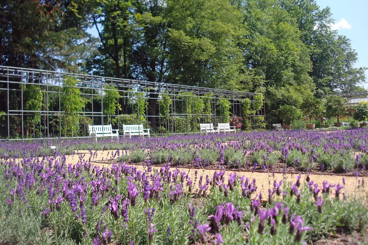 French Lavender (Lavandula Dentata) — lavender flowers in the garden; space plants 12-18 inches apart for optimal growth and air circulation, image 67