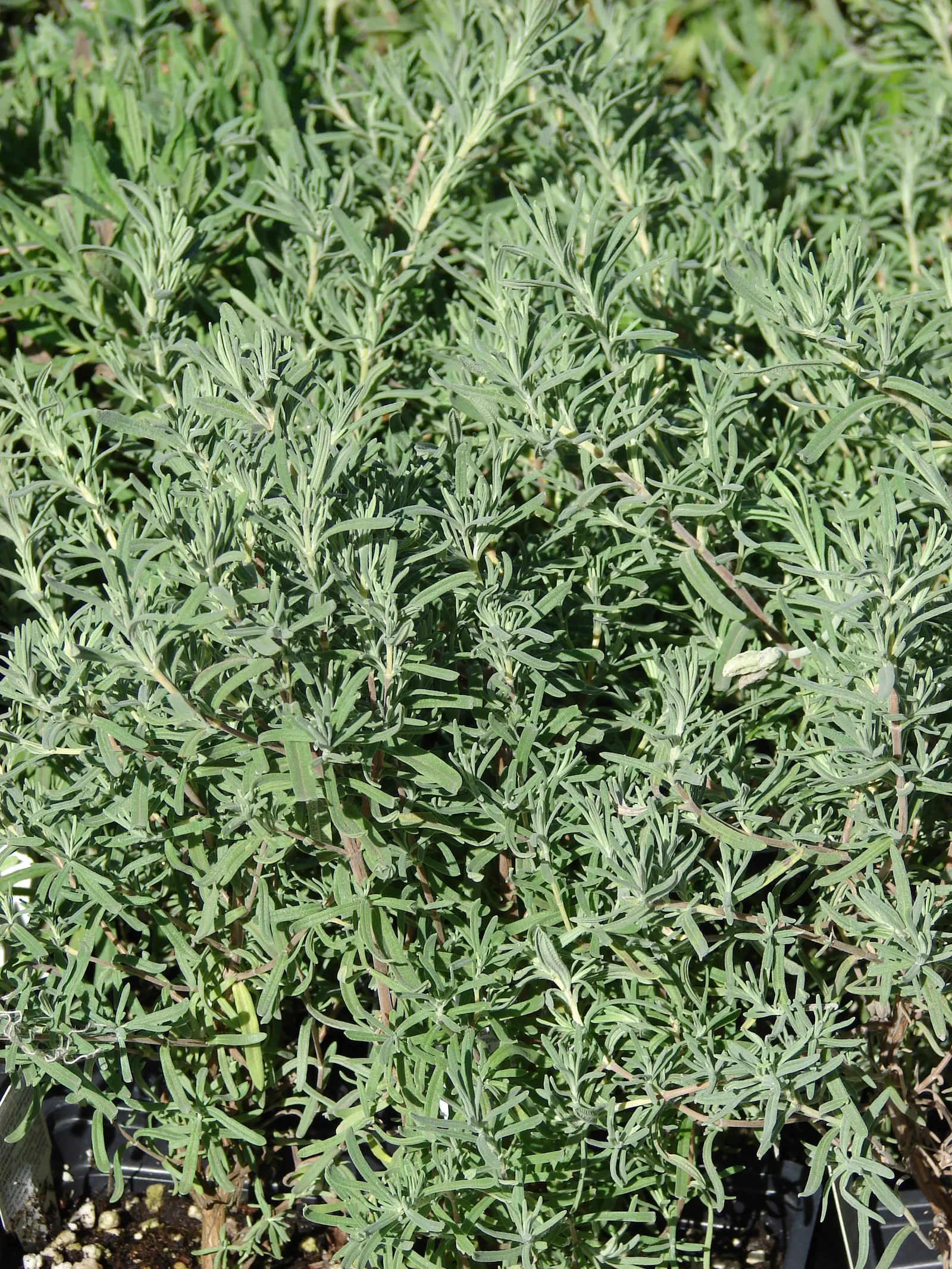 French Lavender (Lavandula Dentata) — or as a fragrant ground cover.<br><br>The plant's most distinguished feature is its deeply toothed, image 58