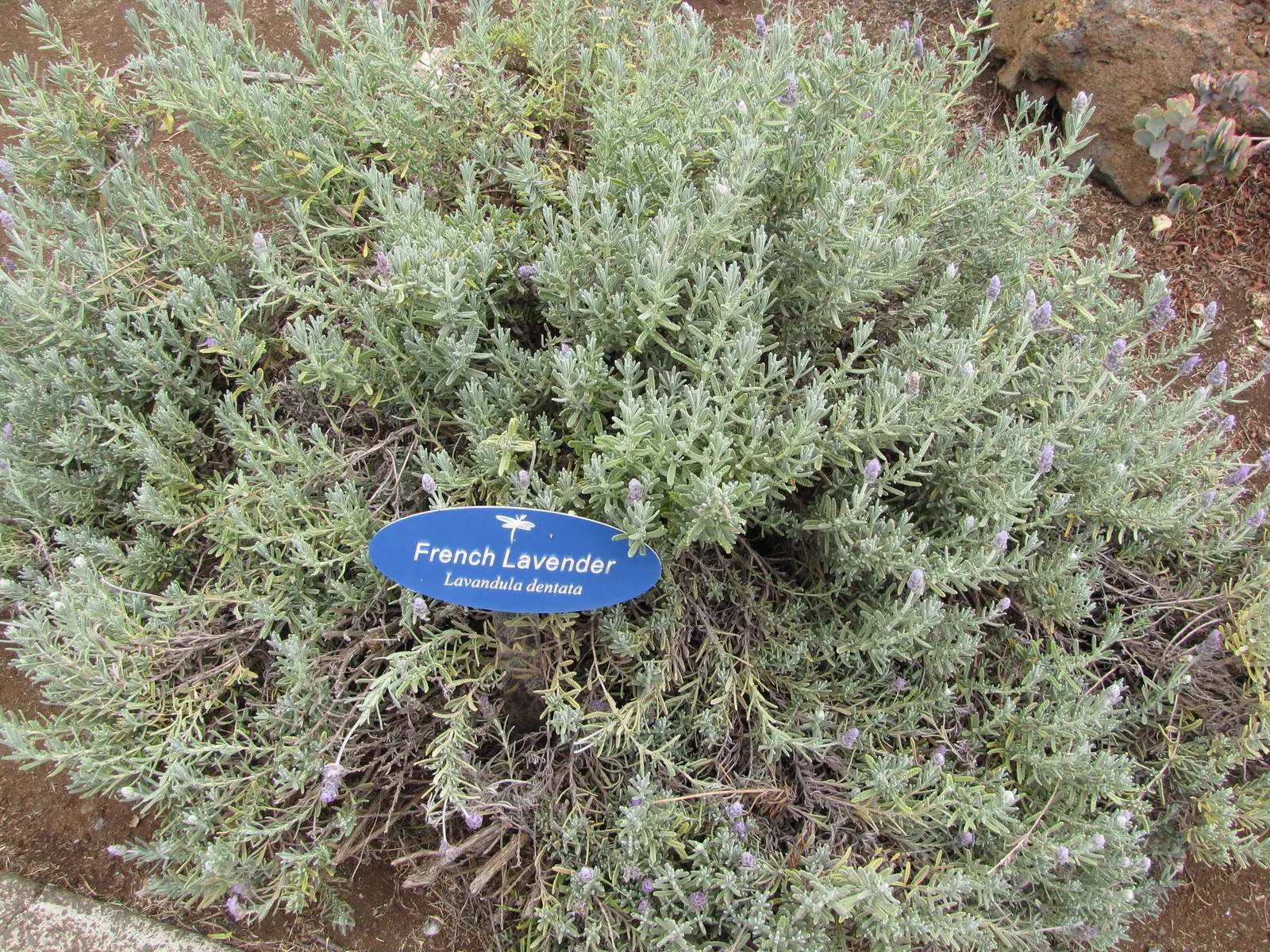 French Lavender (Lavandula Dentata) — or as a fragrant ground cover.<br><br>The plant's most distinguished feature is its deeply toothed