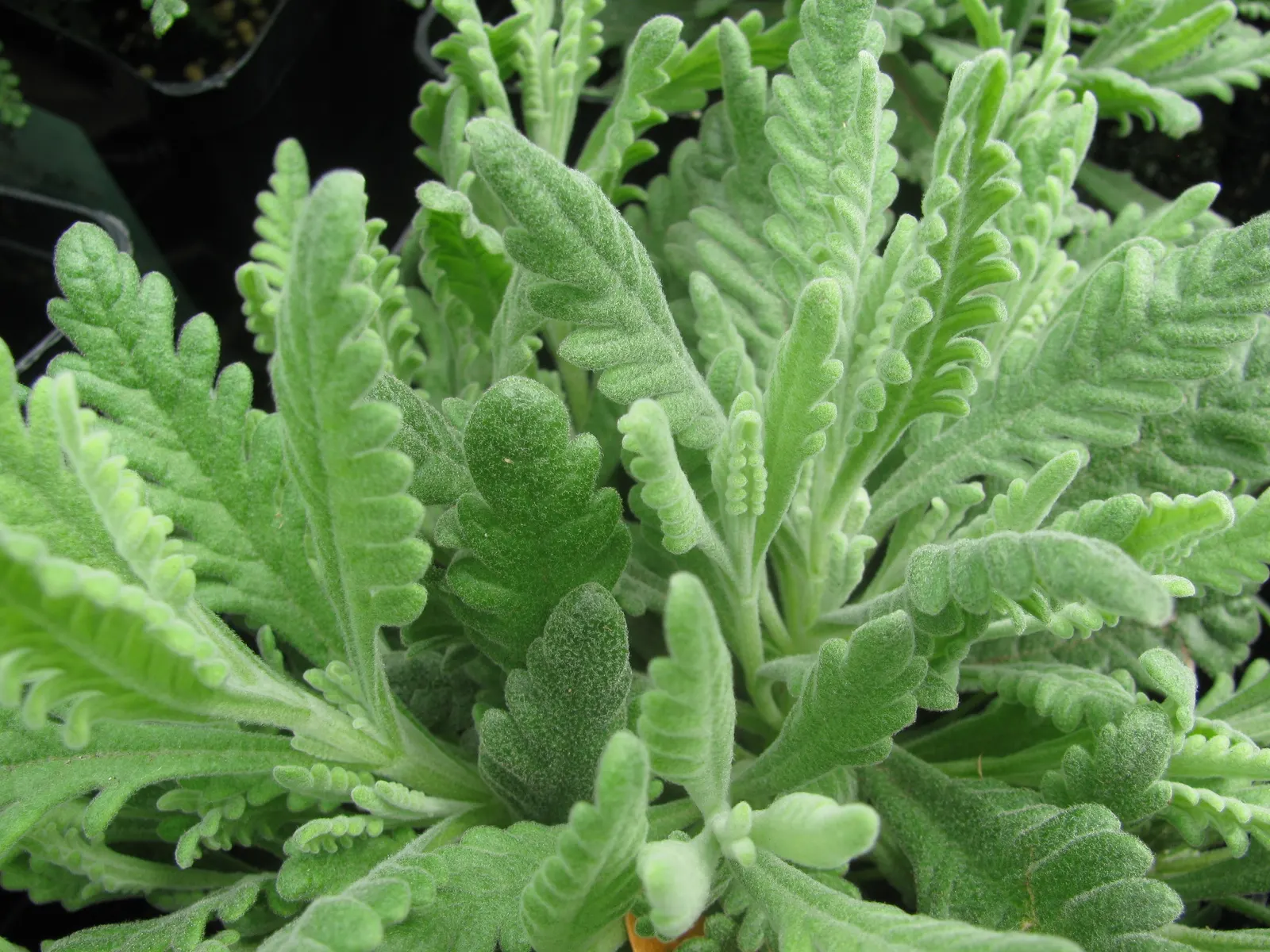 French Lavender (Lavandula Dentata) — which provide a unique texture contrast in garden compositions; pruning in the early spring can encourage, image 128