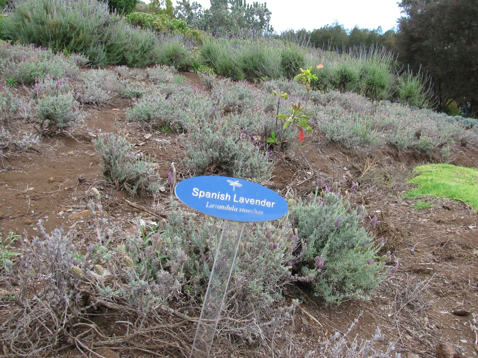 French Lavender (Lavandula Dentata) — and a spacing of 18 to 24 inches between plants is recommended to ensure ample air circulation; resistant to, image 64