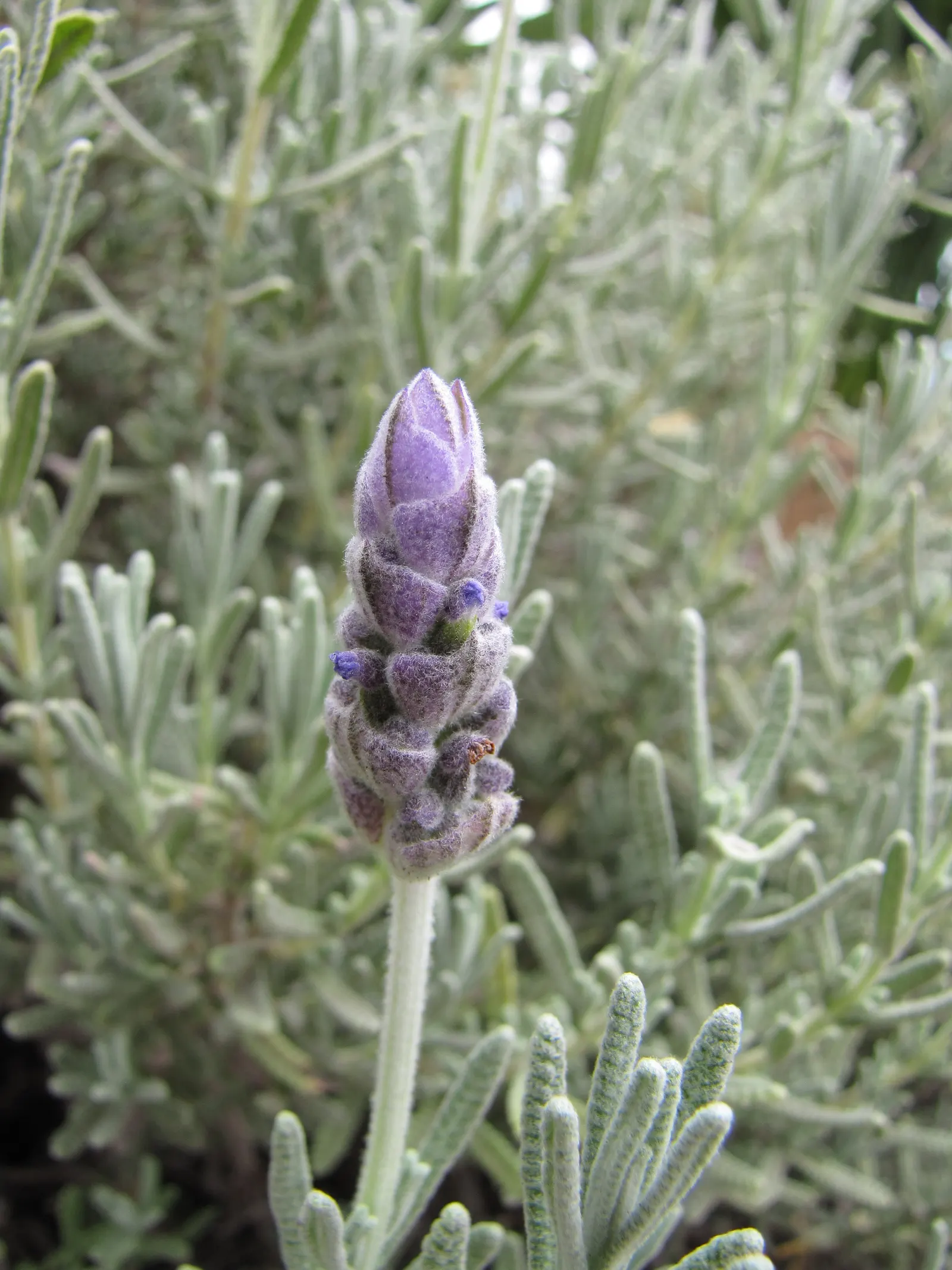 French Lavender (Lavandula Dentata) — Resistant to drought once established