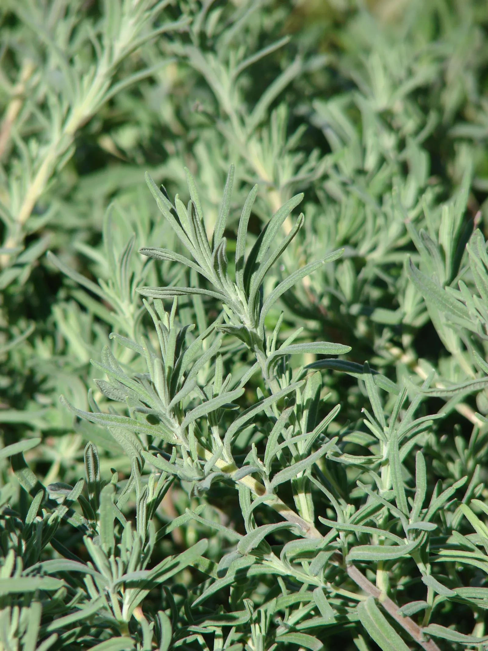 French Lavender (Lavandula Dentata) — herb / perennial with lavender blooms; which provide a unique texture contrast in garden compositions, image 68