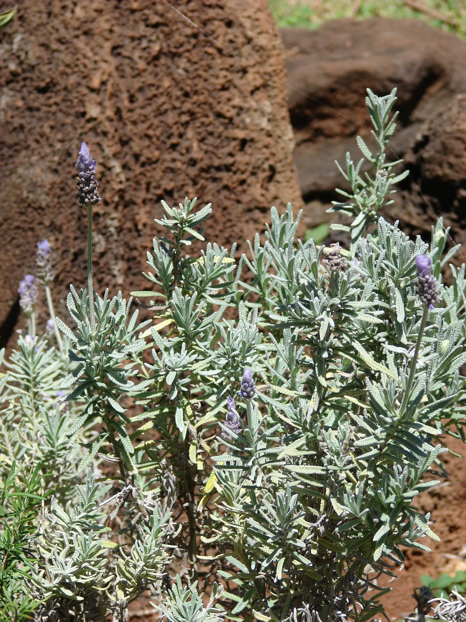French Lavender (Lavandula Dentata) — lavender flowers in the garden