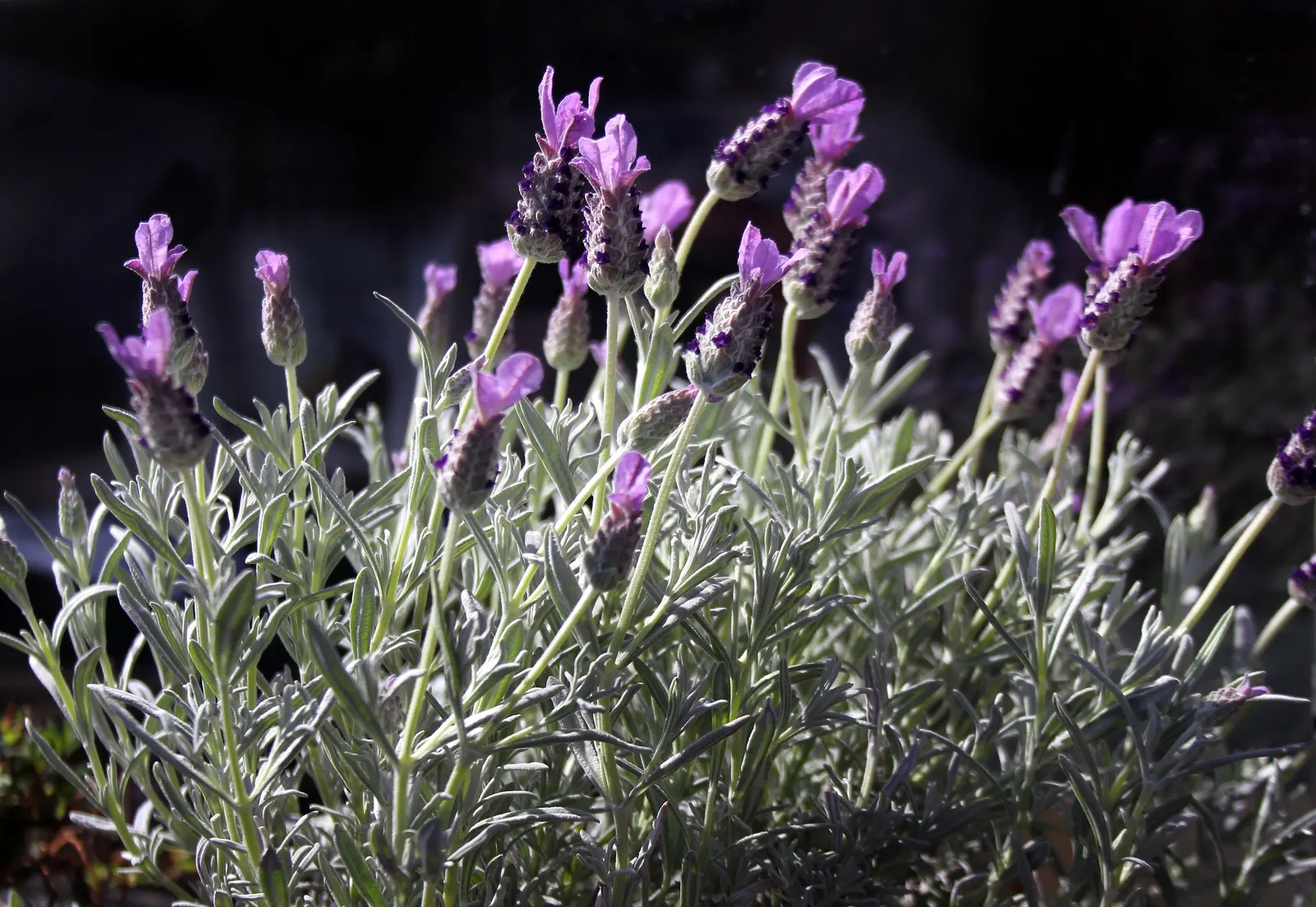 French Lavender (Lavandula Dentata) — and a spacing of 18 to 24 inches between plants is recommended to ensure ample air circulation; resistant to drought once