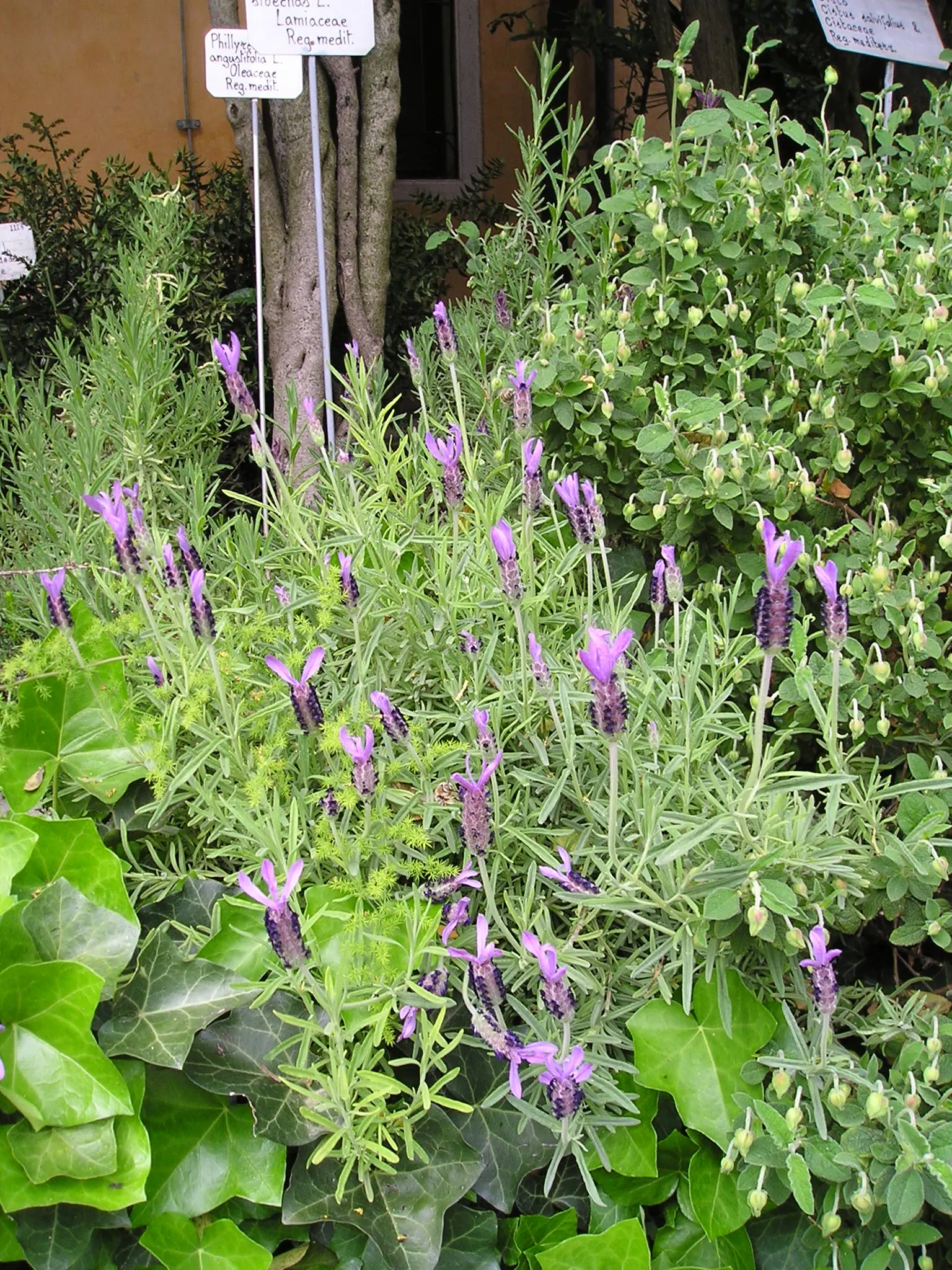 French Lavender (Lavandula Dentata) — herb / perennial with lavender blooms; which provide a unique texture contrast in garden compositions