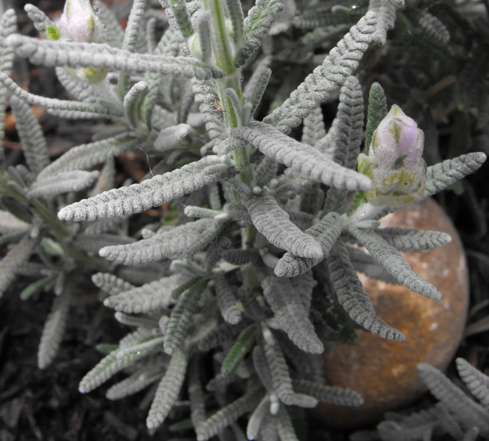 French Lavender (Lavandula Dentata) — or as a fragrant ground cover.<br><br>The plant's most distinguished feature is its deeply toothed, image 127